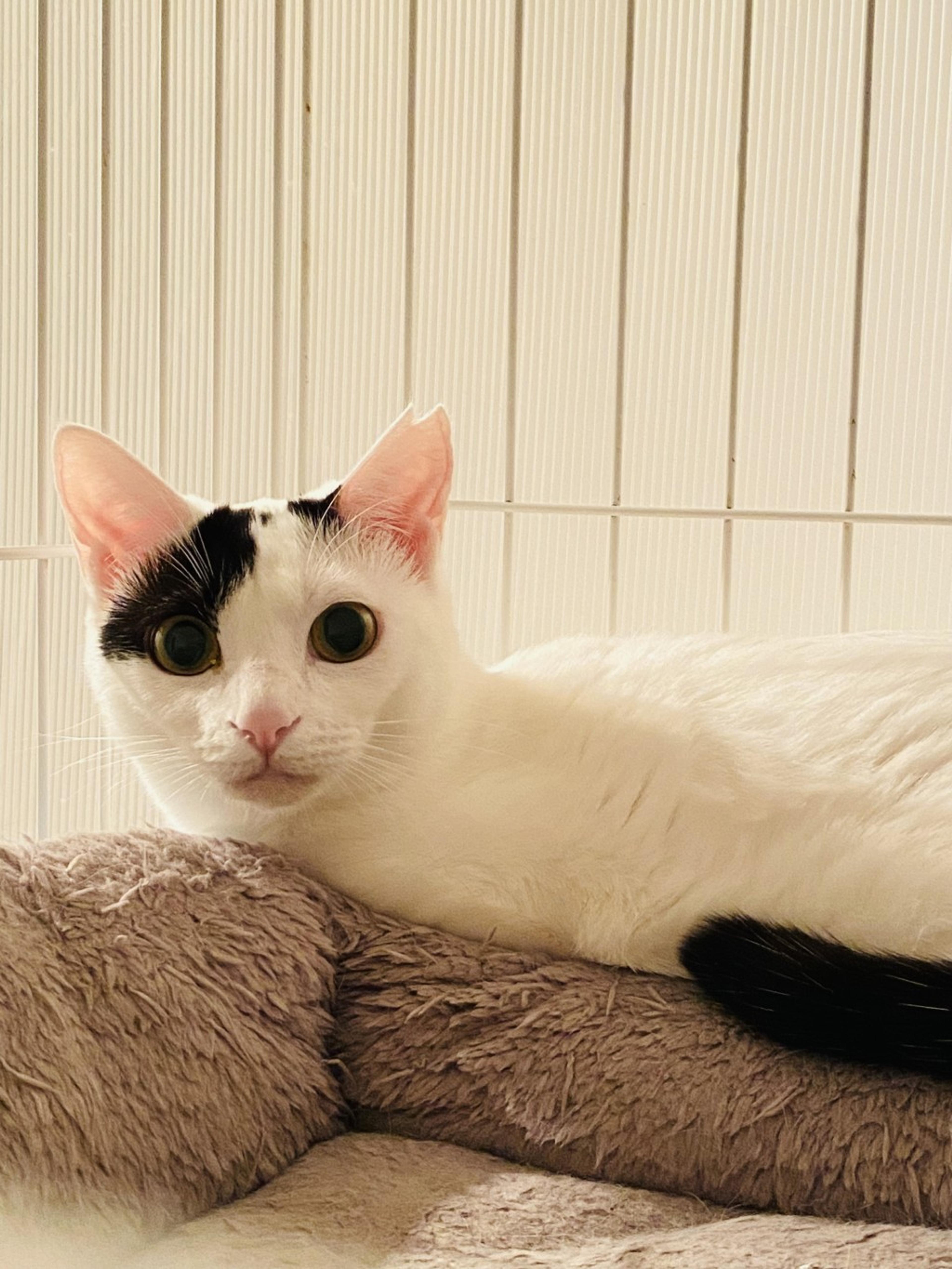 pet-image-7