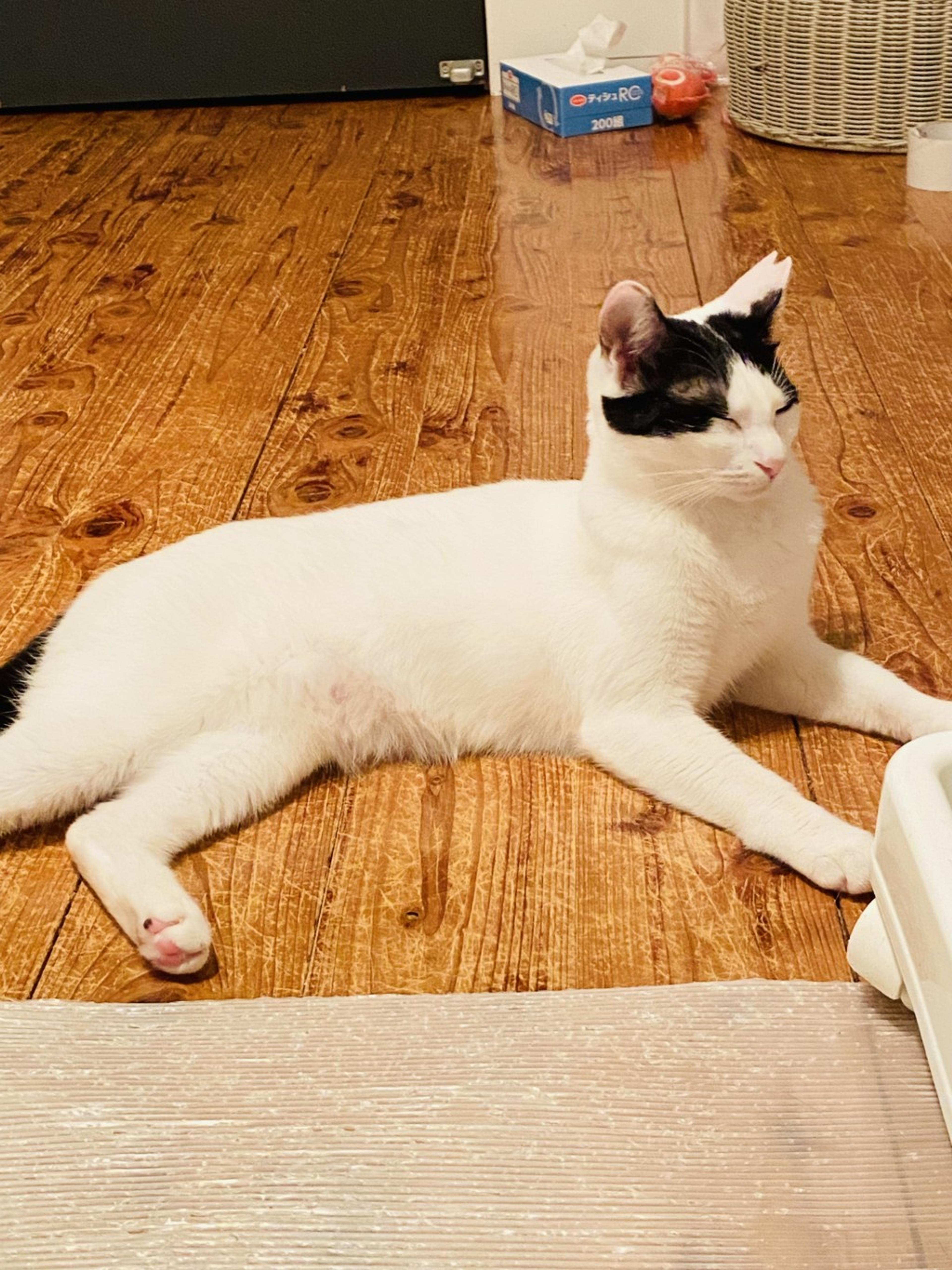 pet-image-10