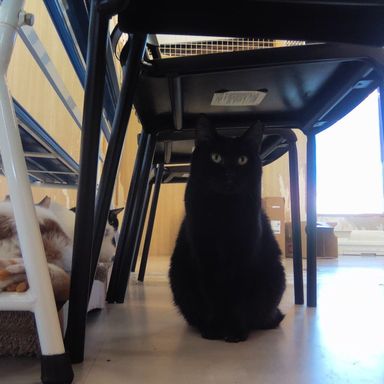 雑種（ミックス猫）・メスの里親募集の写真