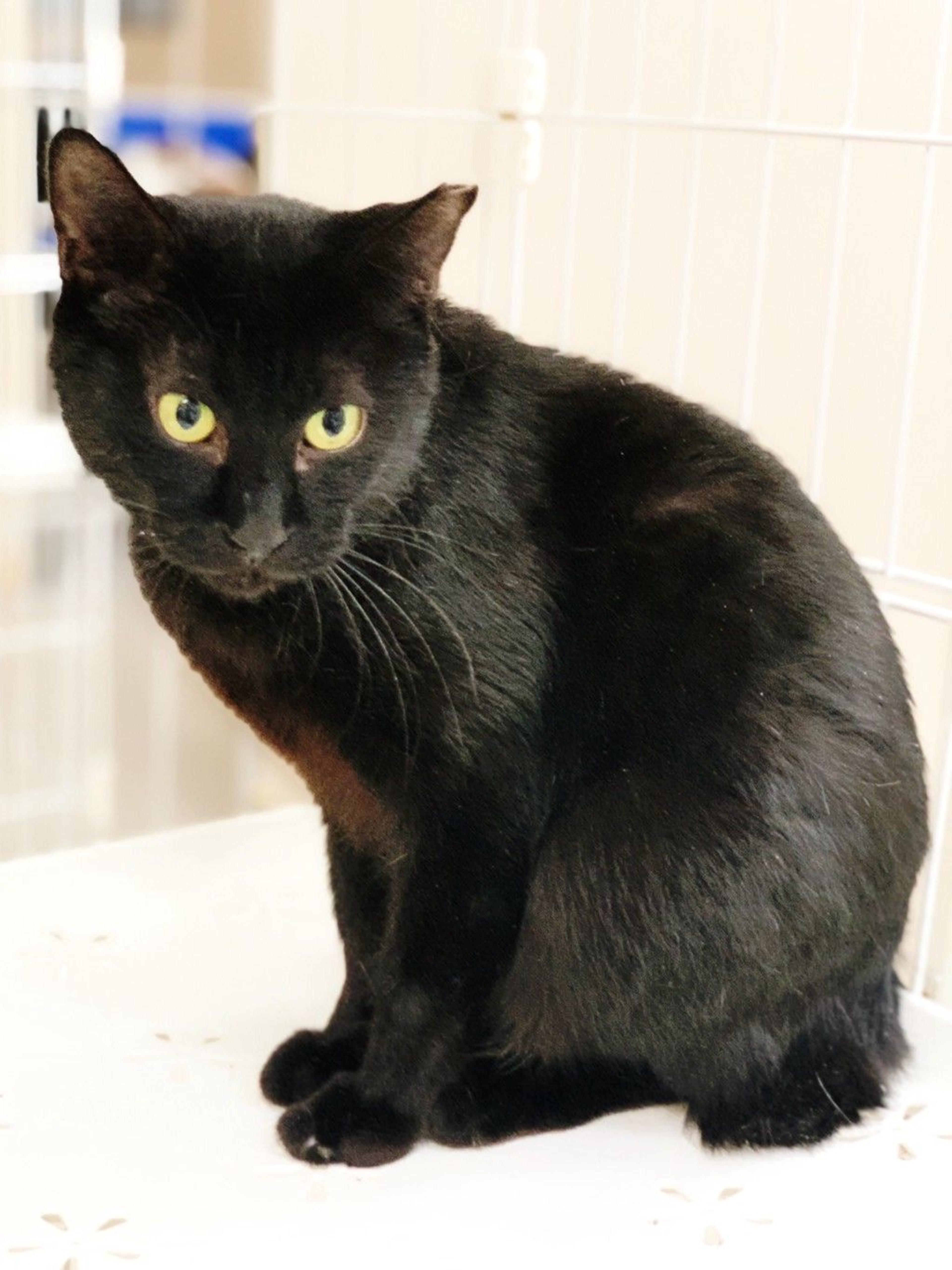 pet-image-5