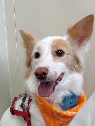 雑種（ミックス犬）・メスの里親募集の写真