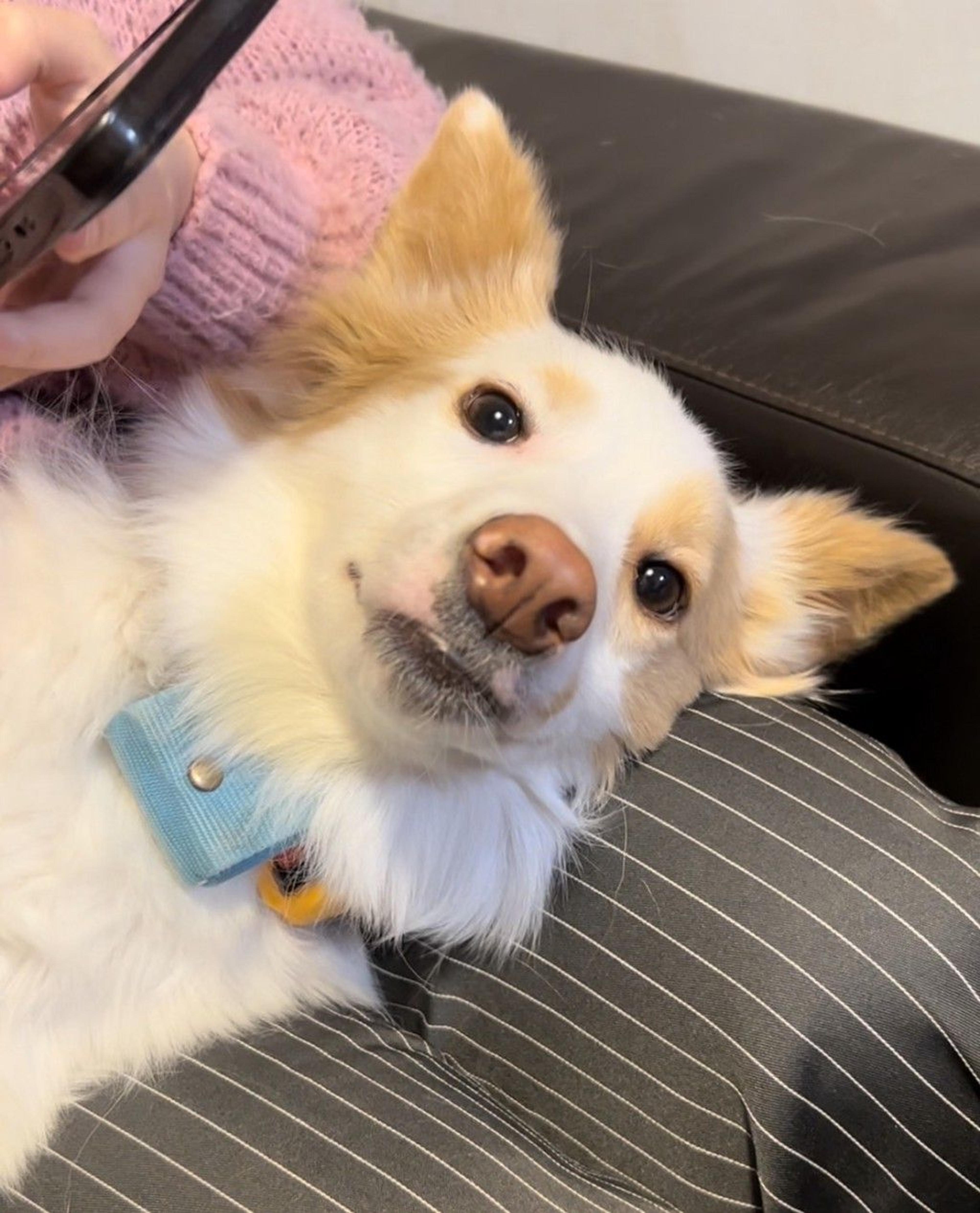 pet-image-2