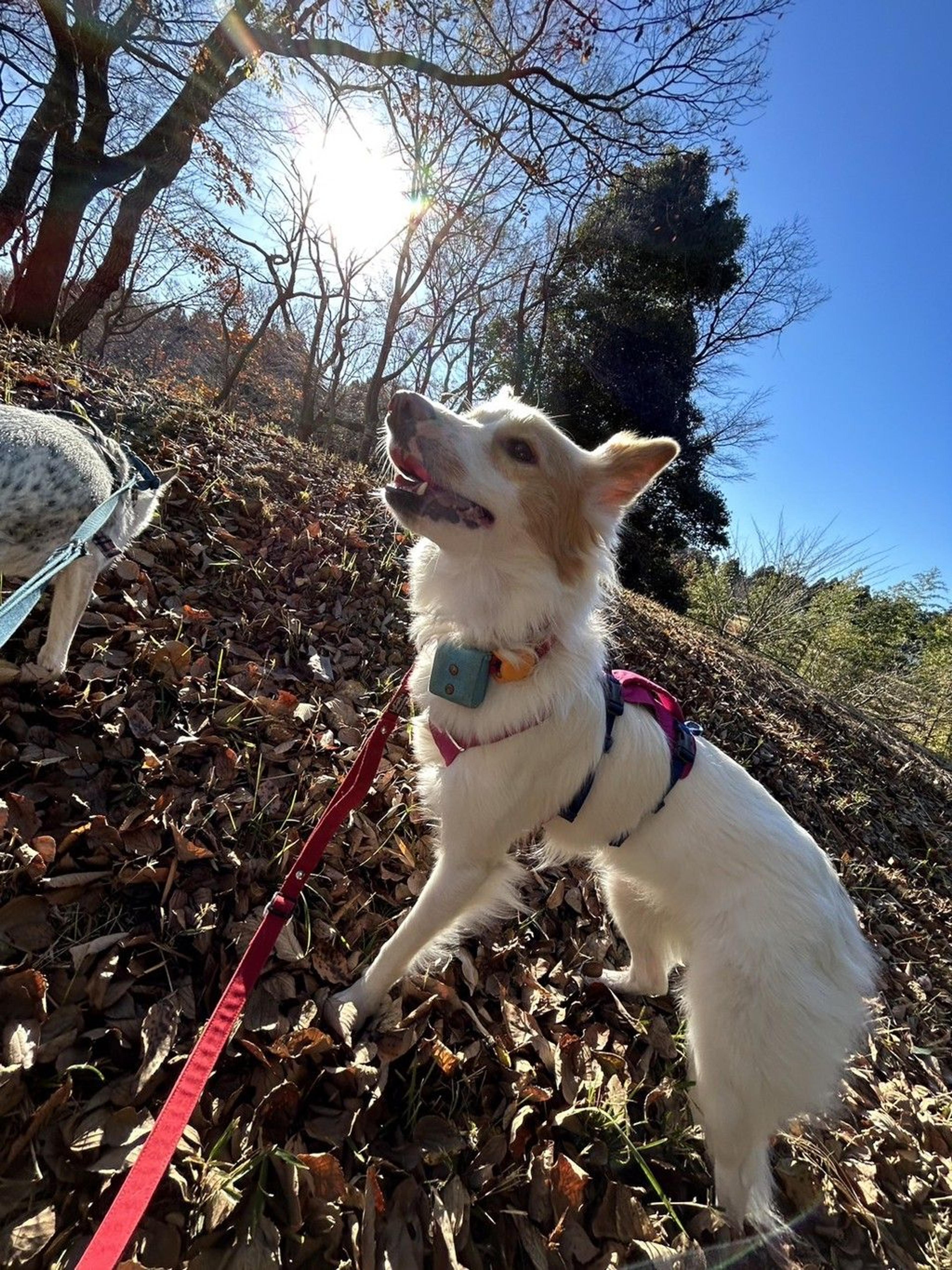 pet-image-3
