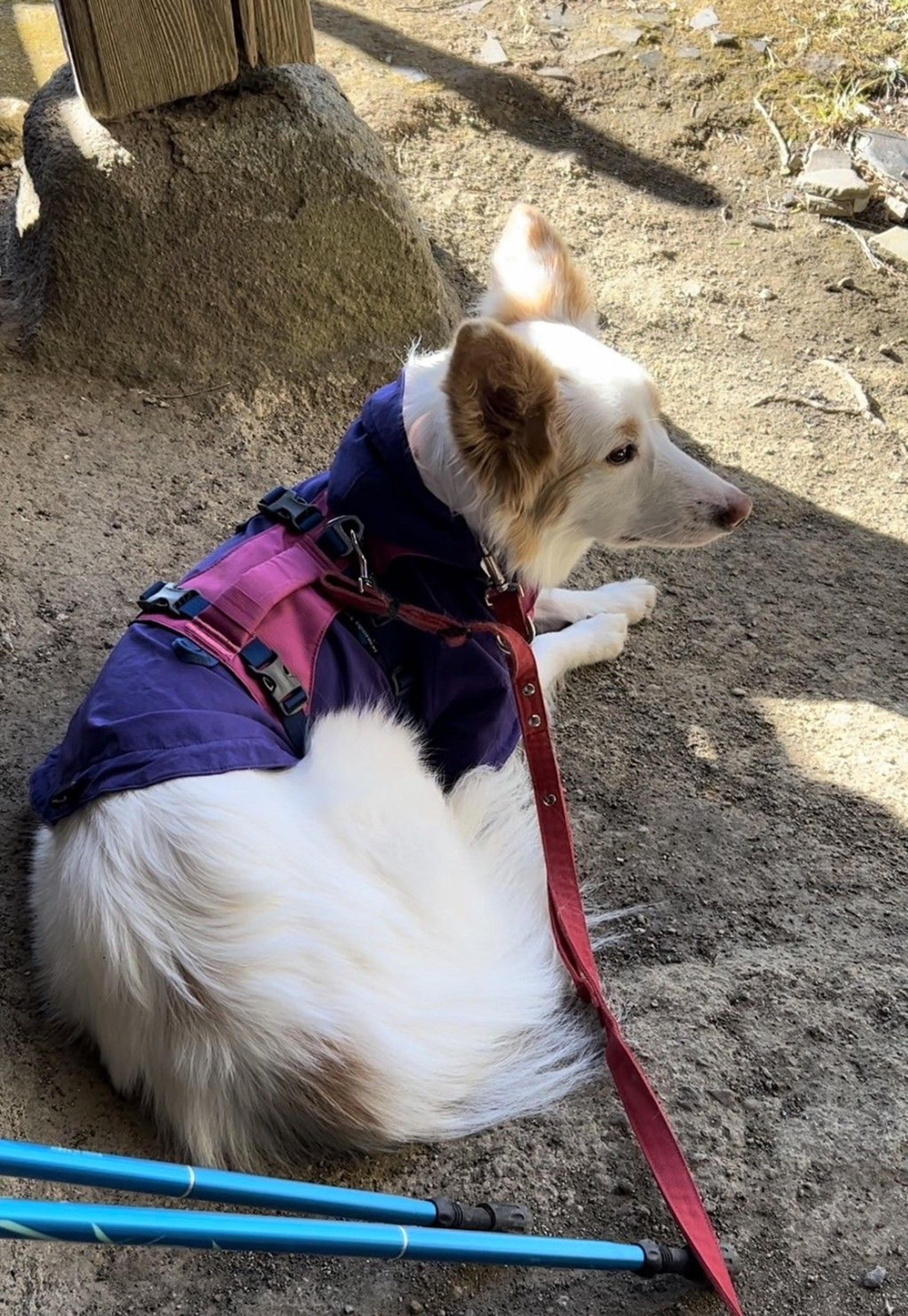 pet-image-4