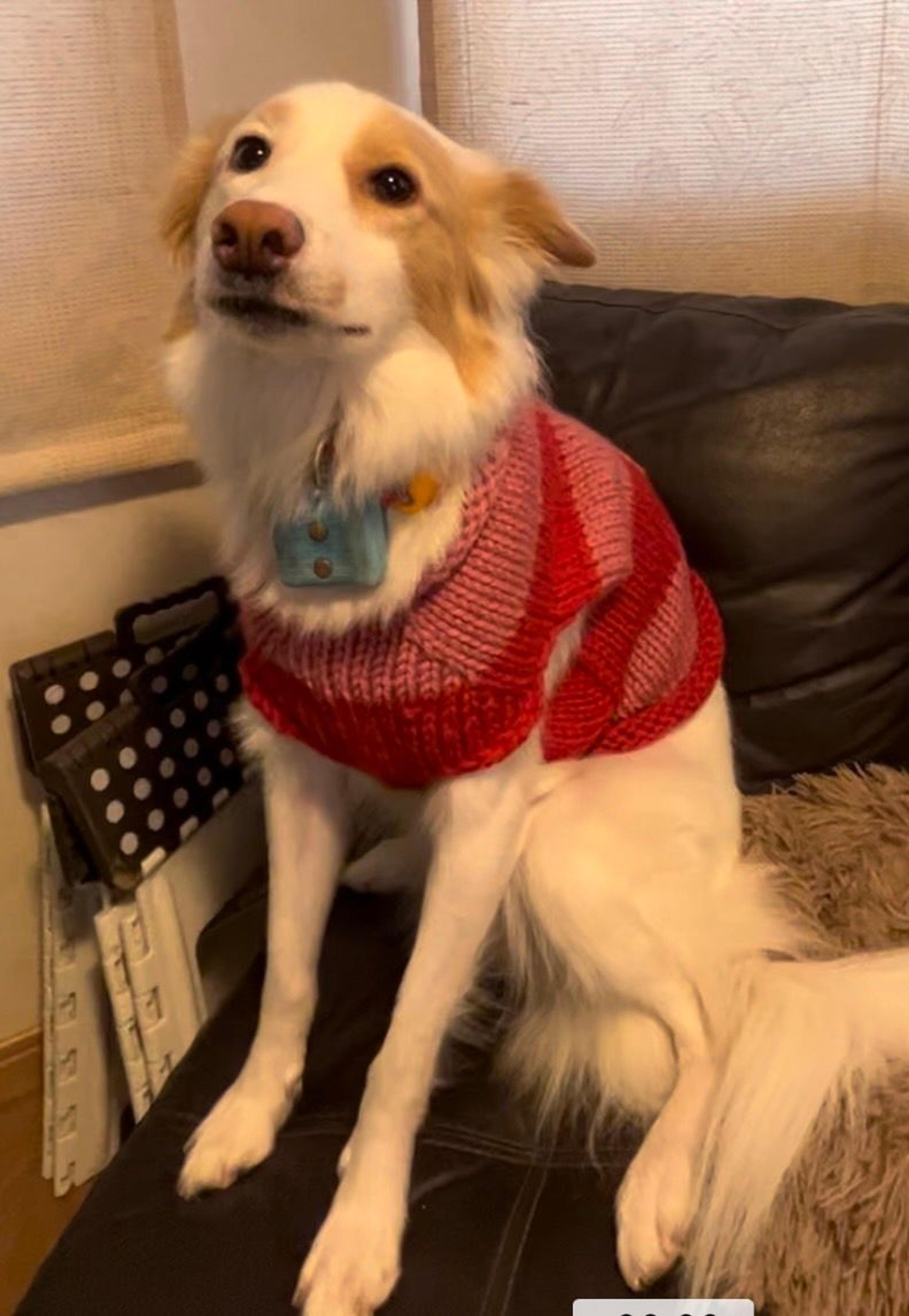 pet-image-7