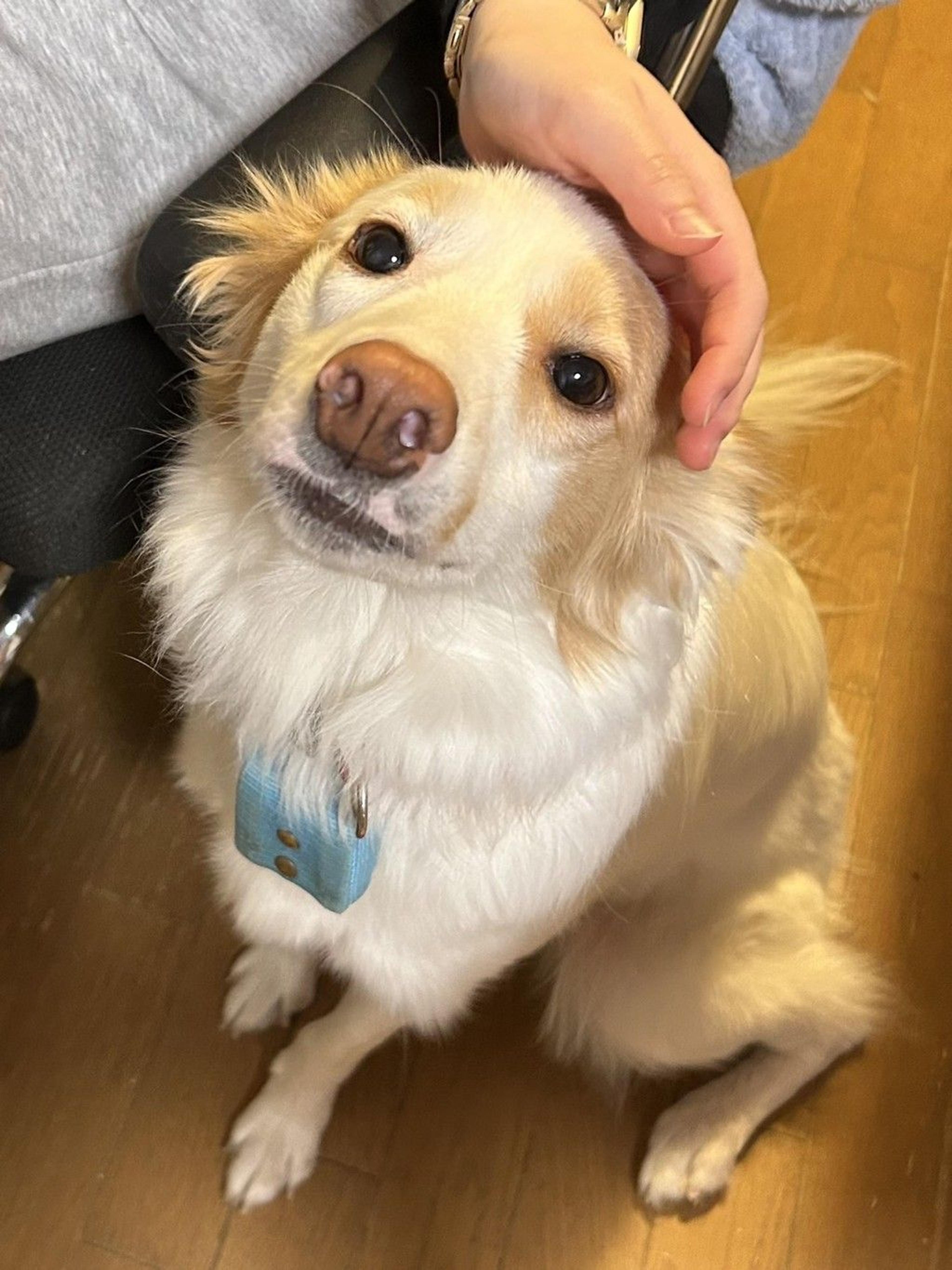 pet-image-8