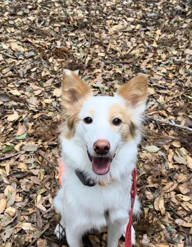 ミックス犬の女の子 ベル