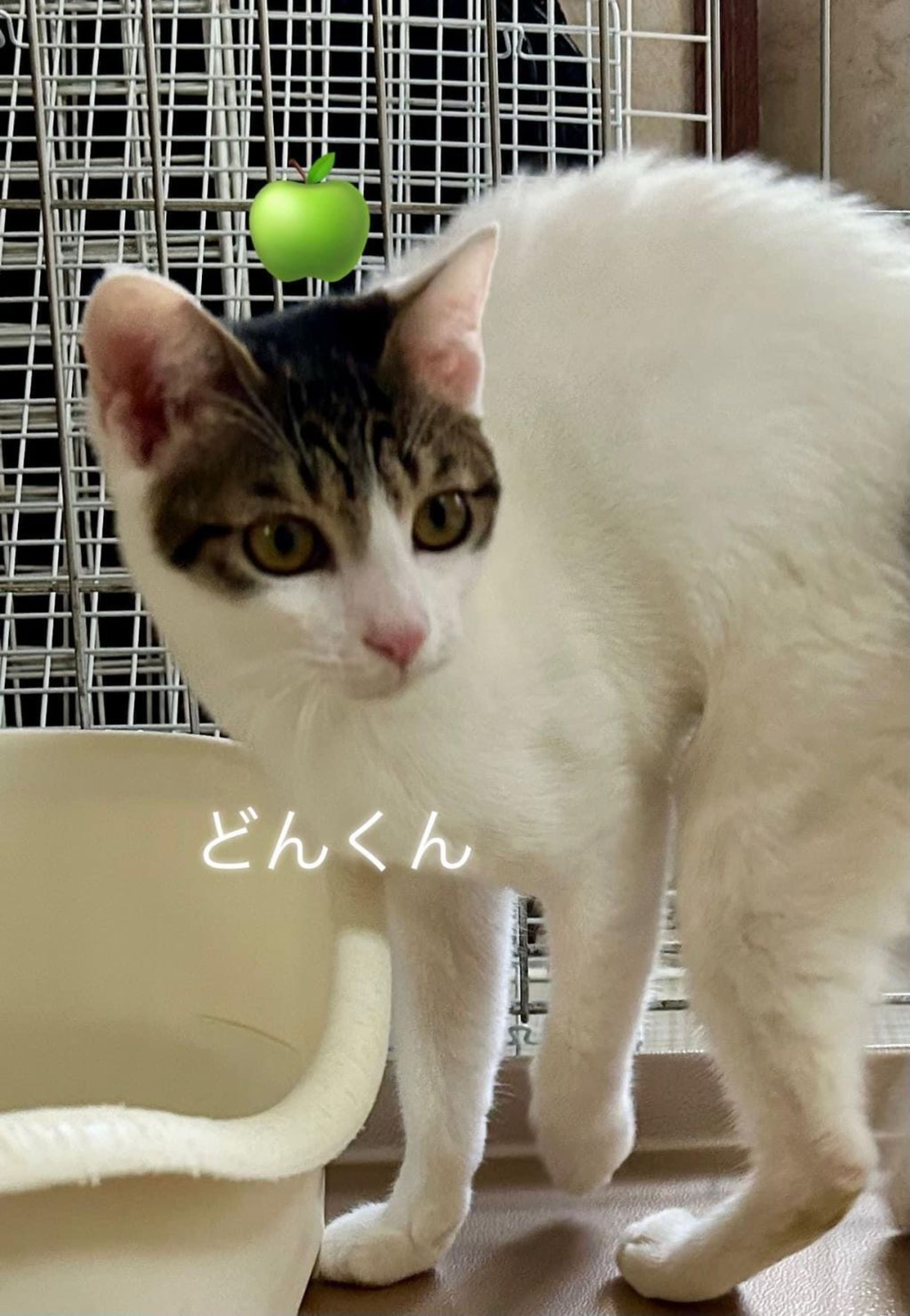 日本猫・オスの里親募集の写真