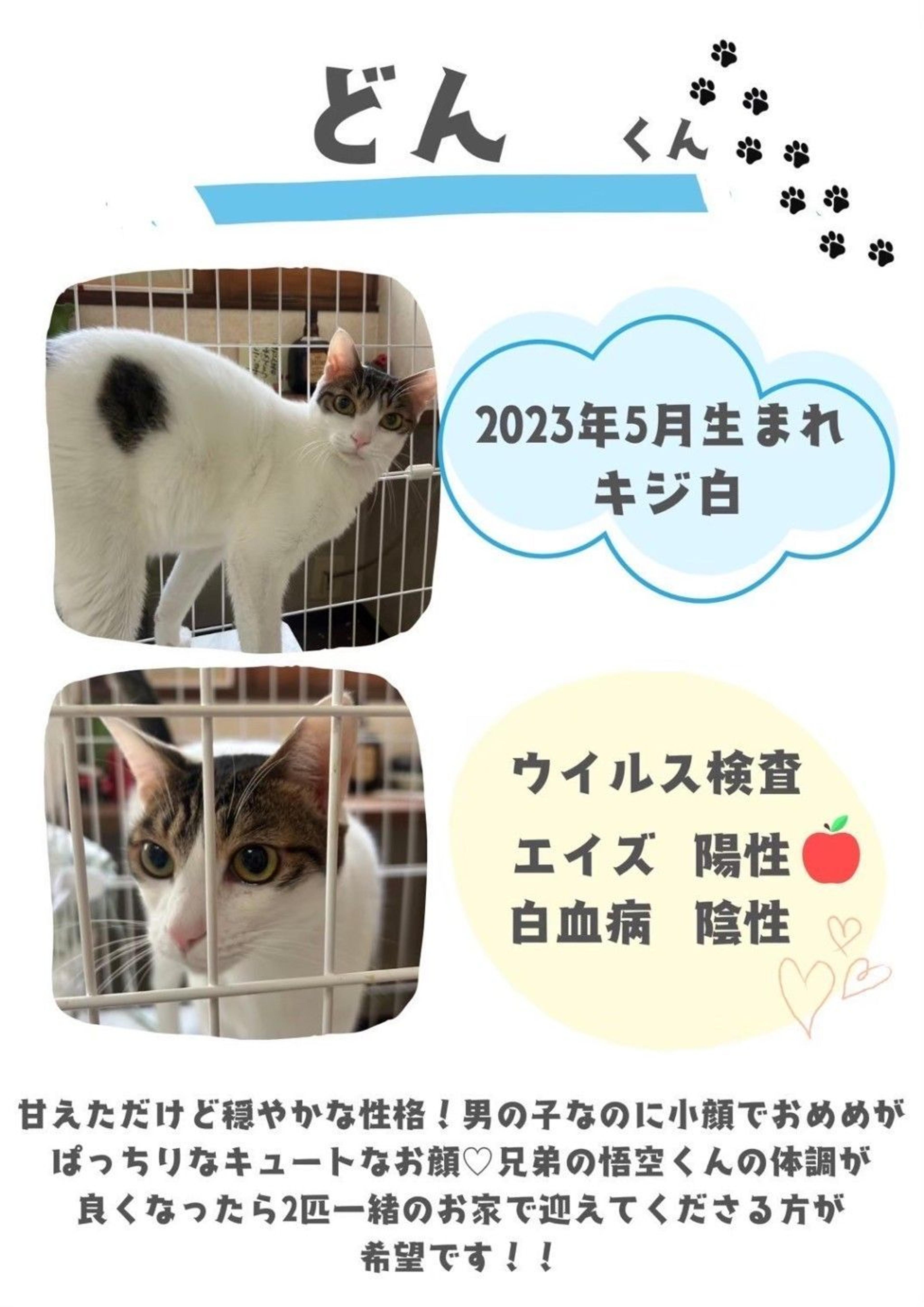pet-image-2