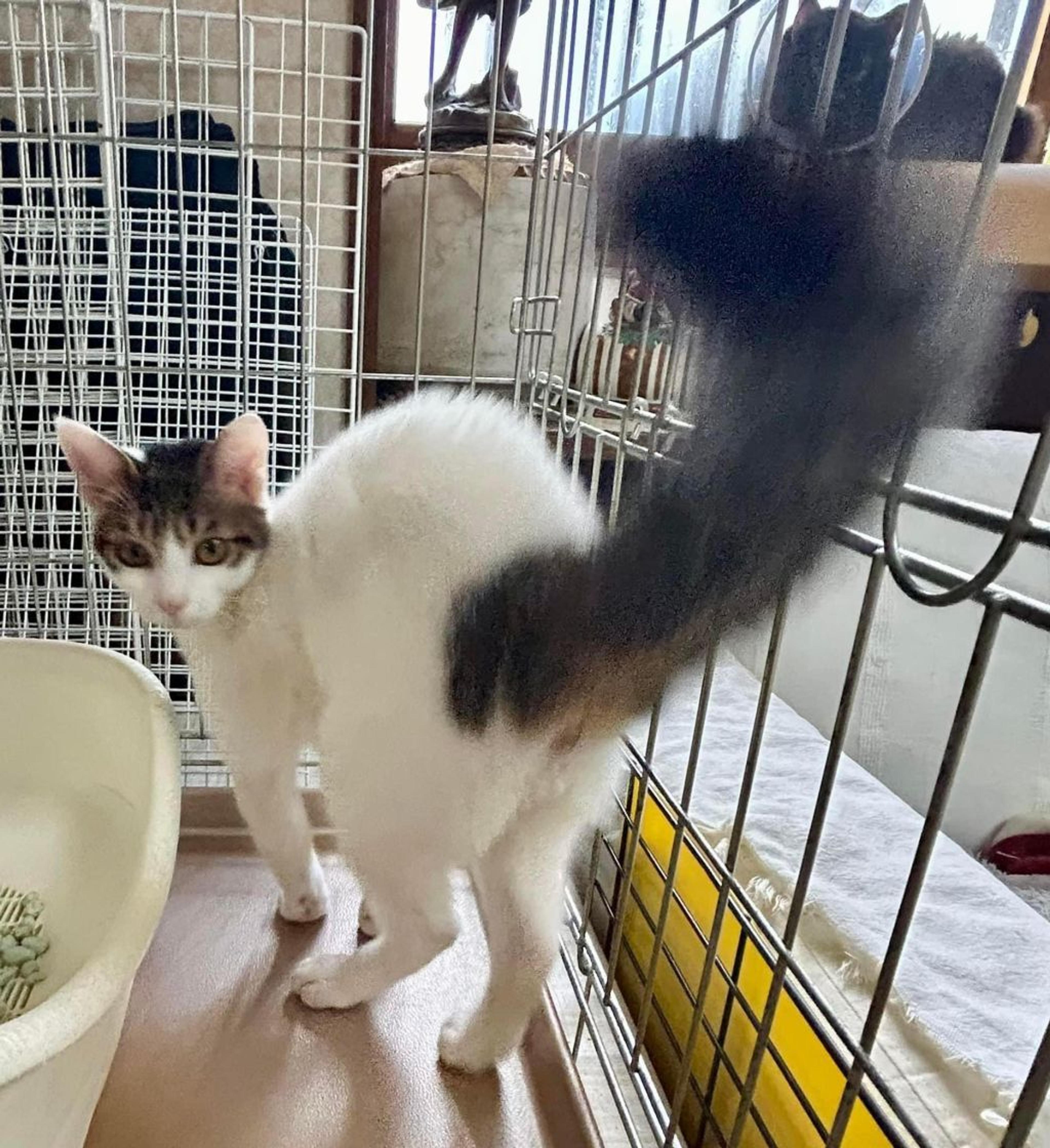 pet-image-3