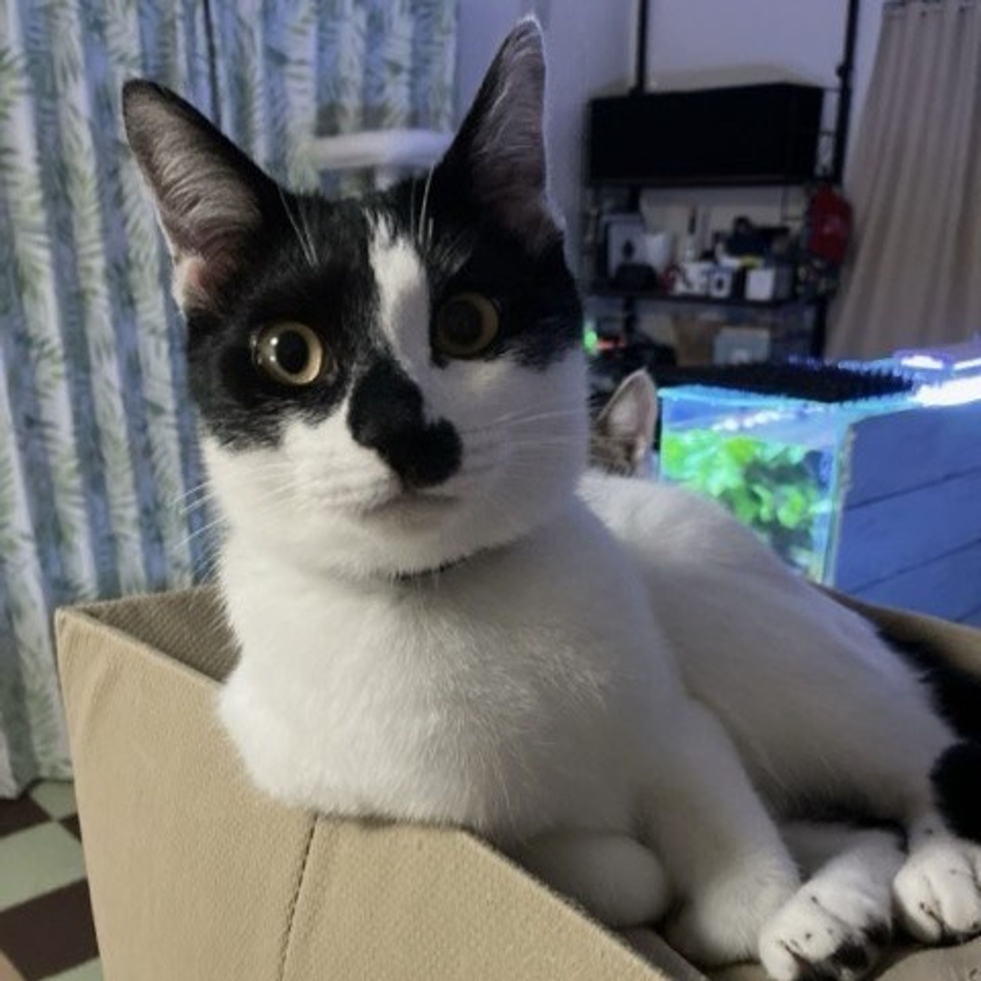雑種（ミックス猫）・オスの里親募集の写真