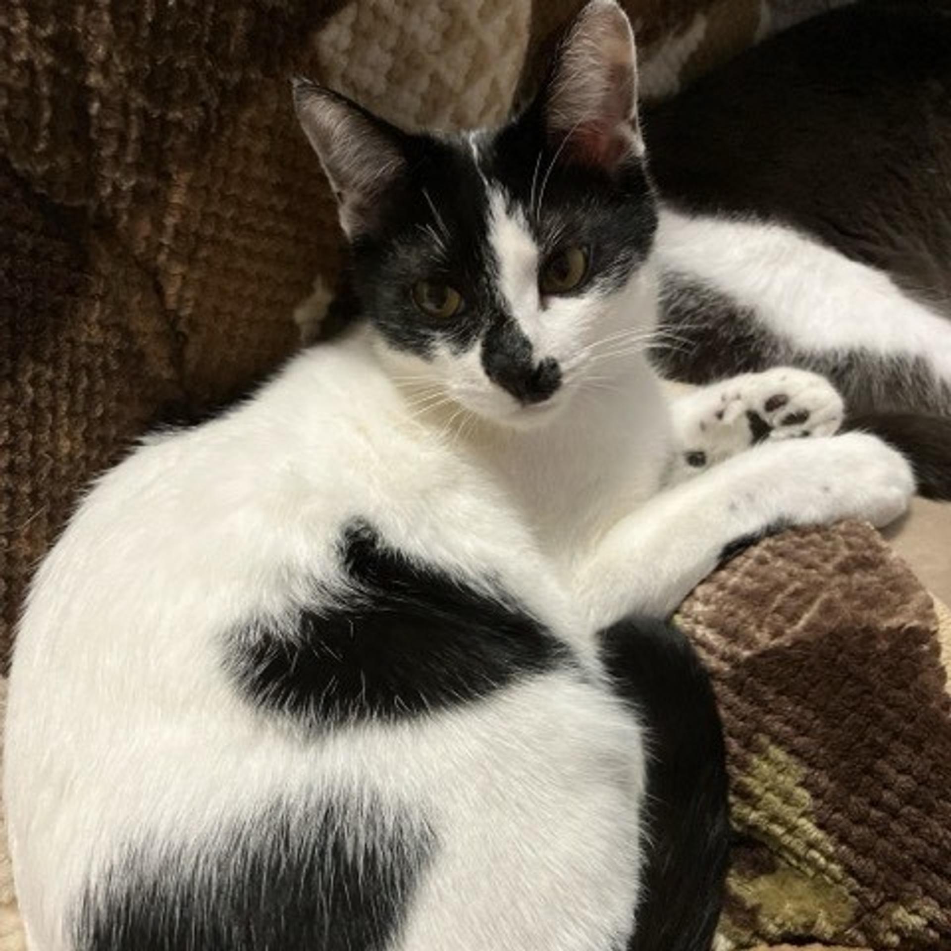 pet-image-3