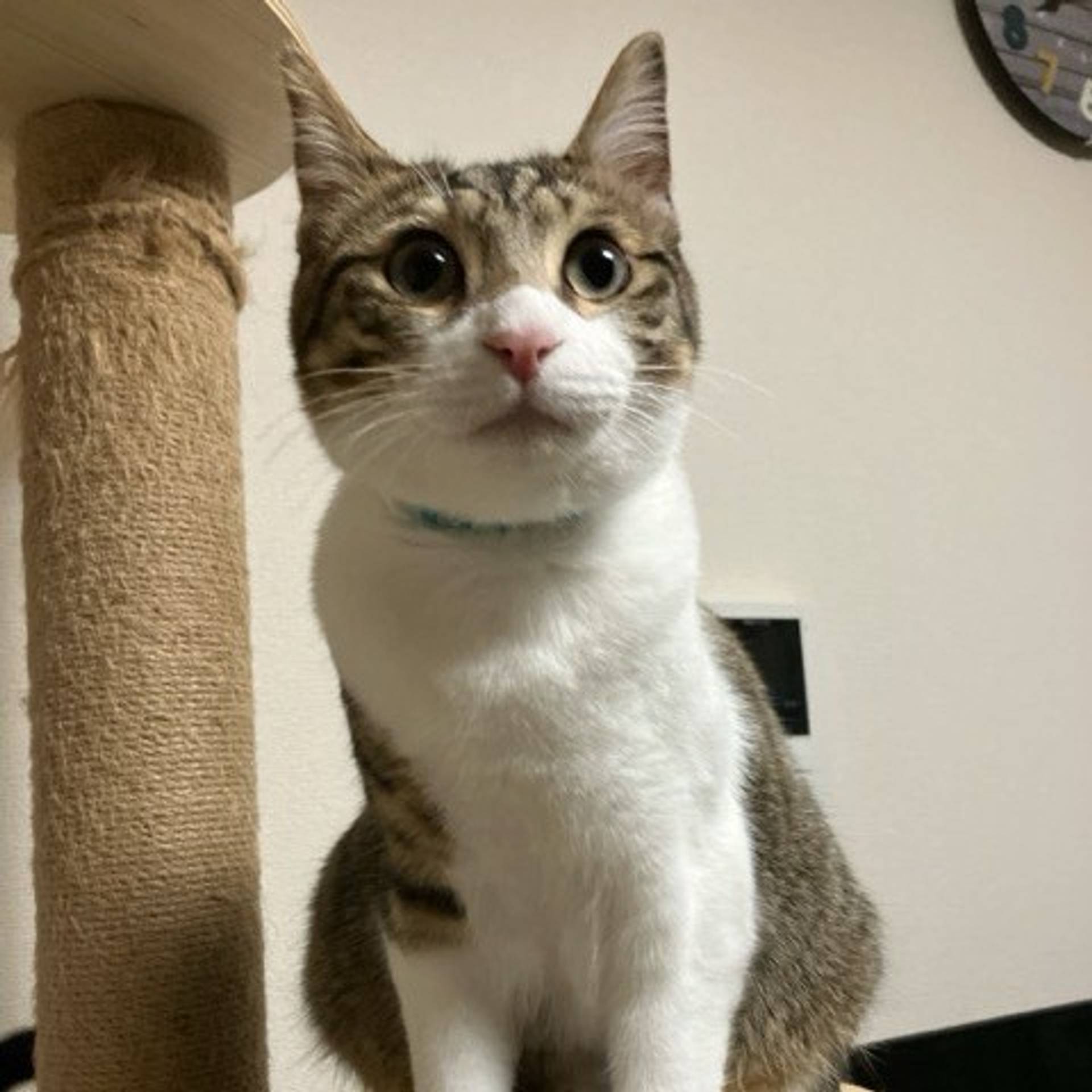 雑種（ミックス猫）・オスの里親募集の写真