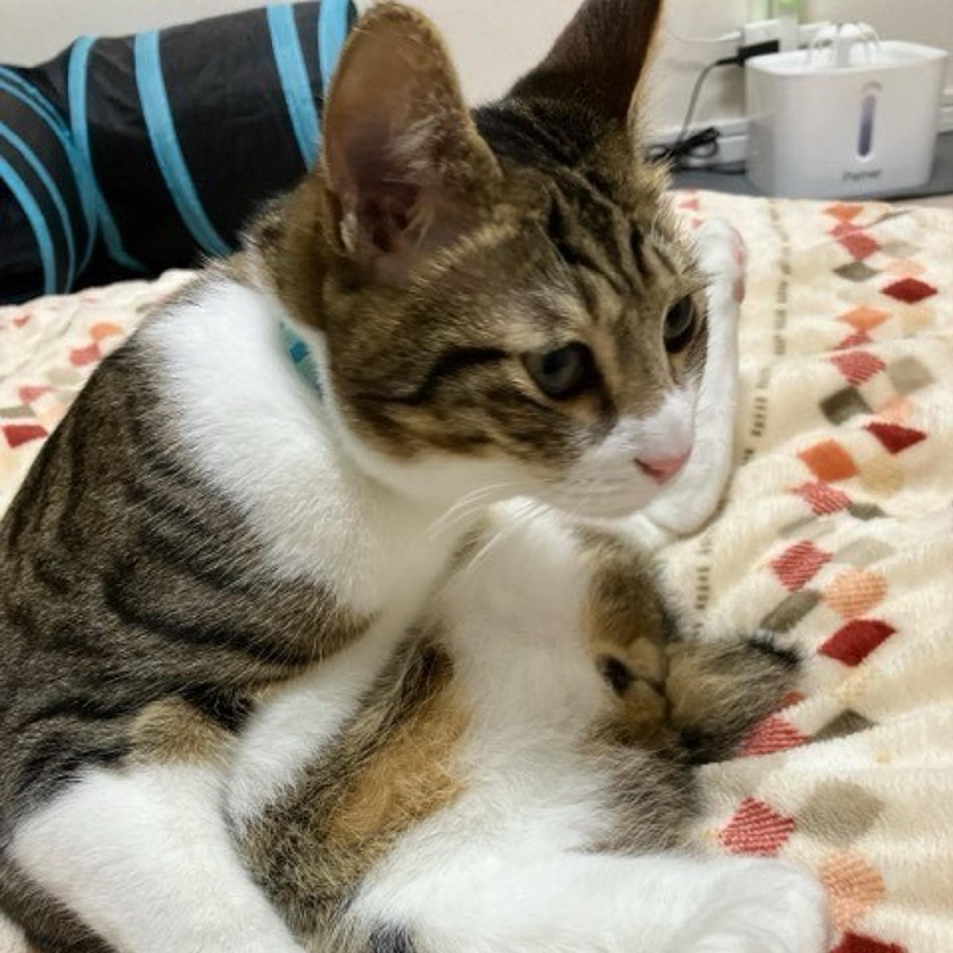pet-image-3