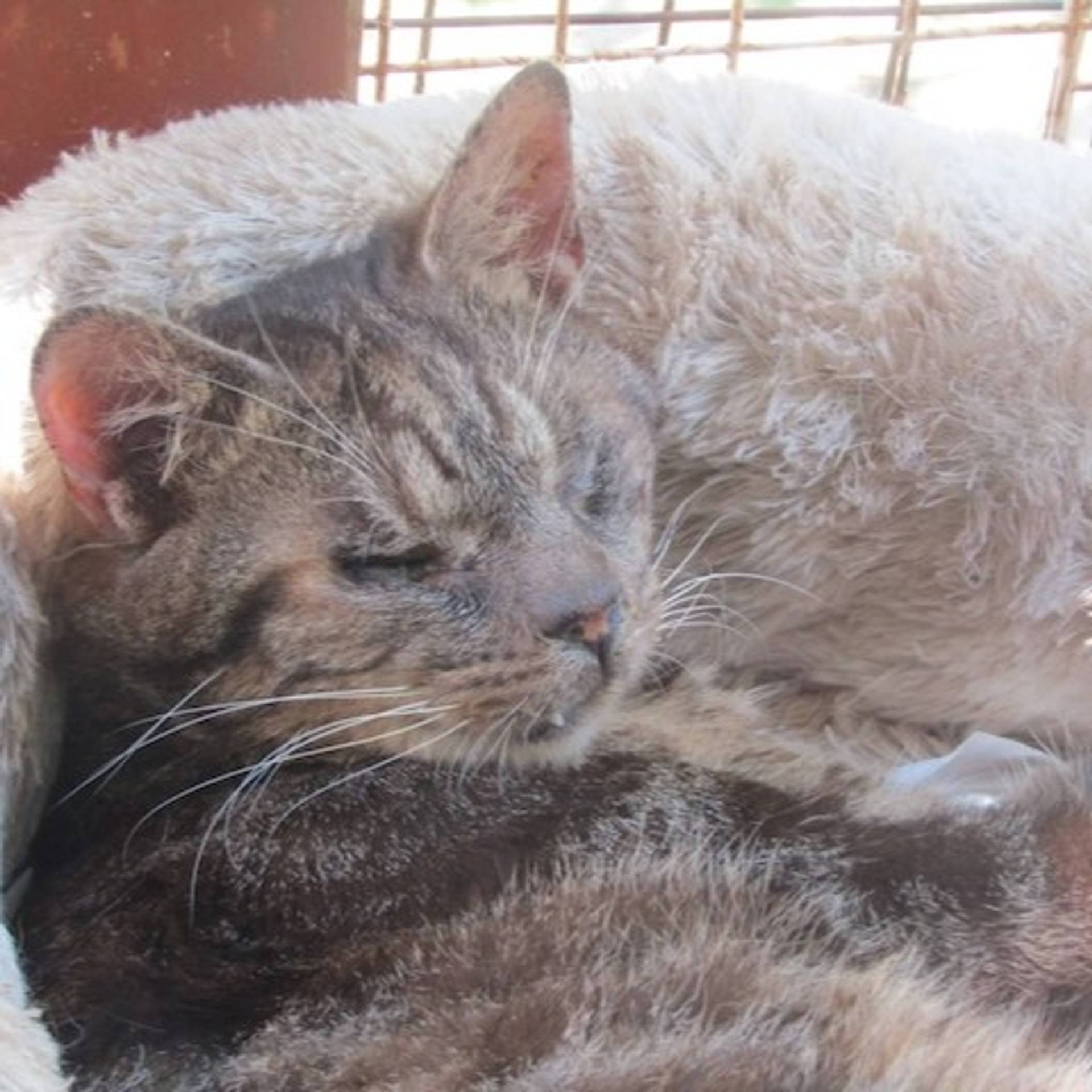 雑種（ミックス猫）・オスの里親募集の写真