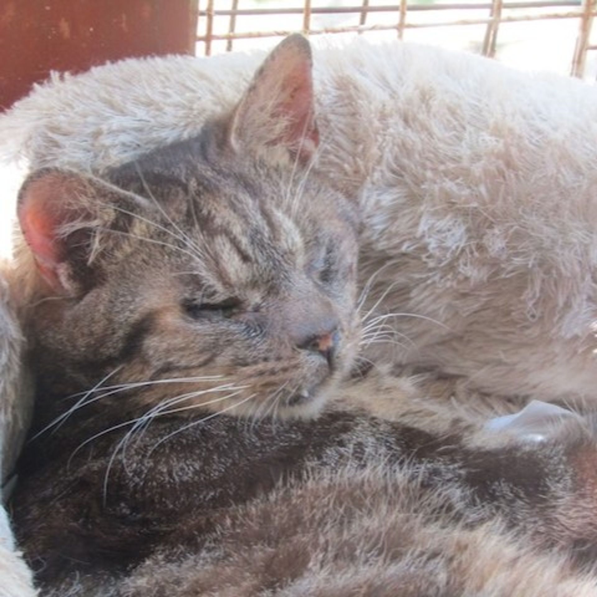 雑種（ミックス猫）・オスの里親募集の写真