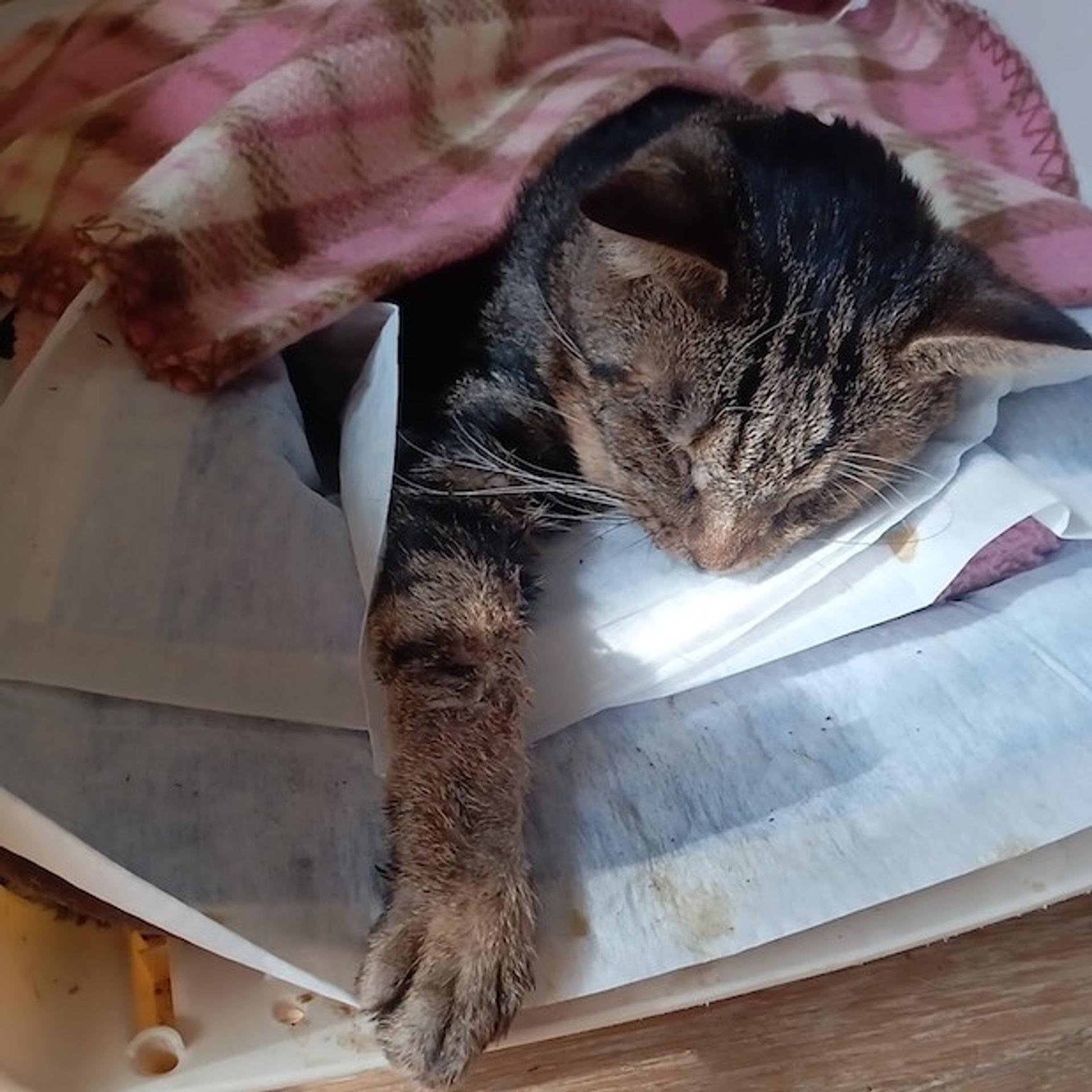 pet-image-2