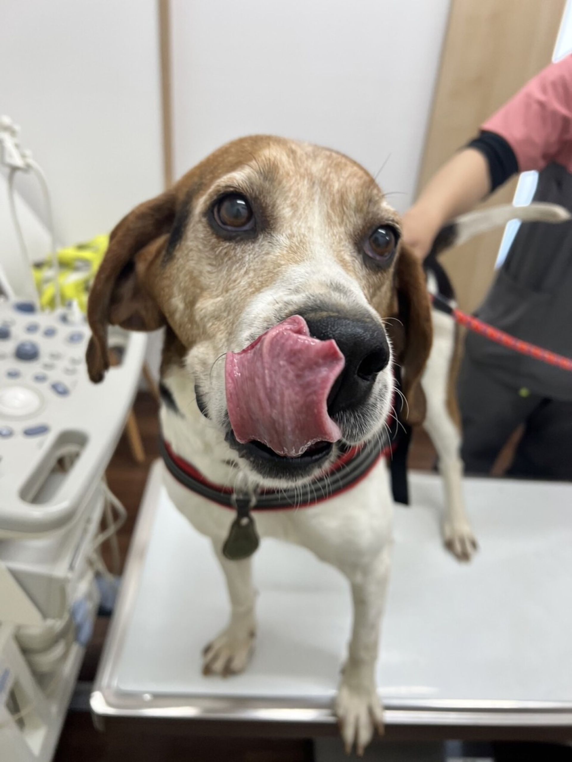 雑種（ミックス犬）・メスの里親募集の写真
