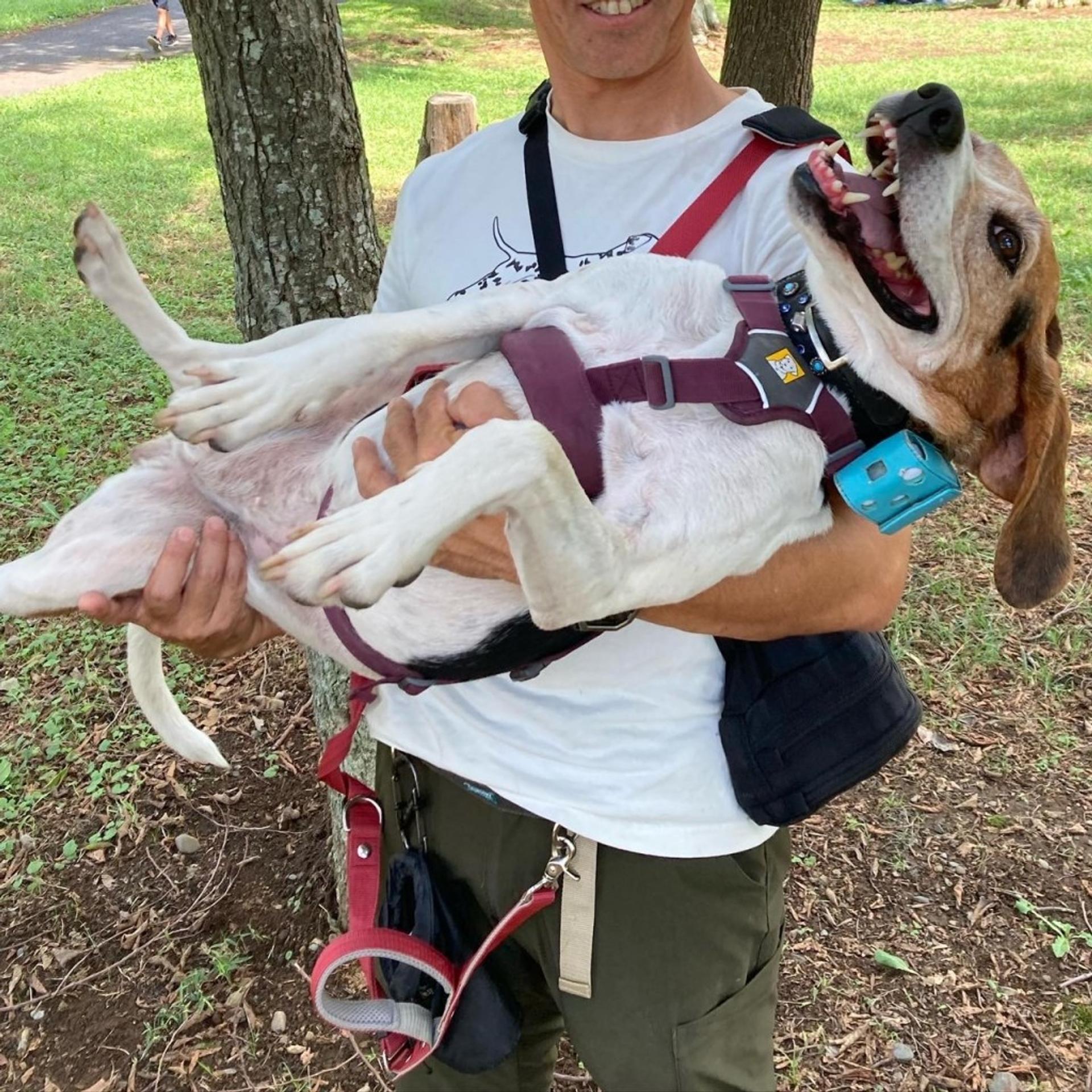 pet-image-10