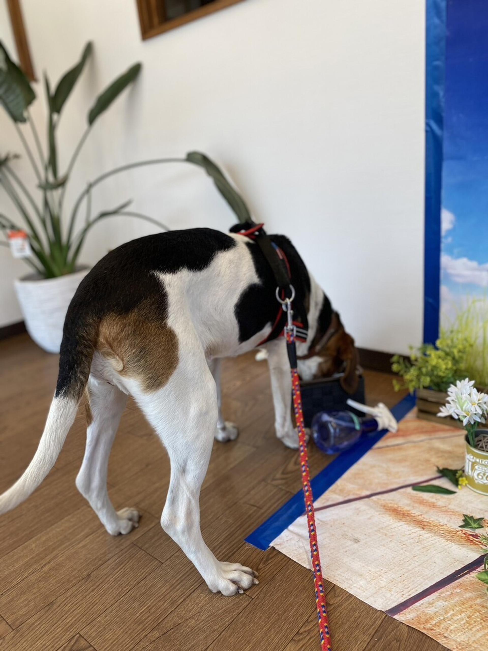 pet-image-6