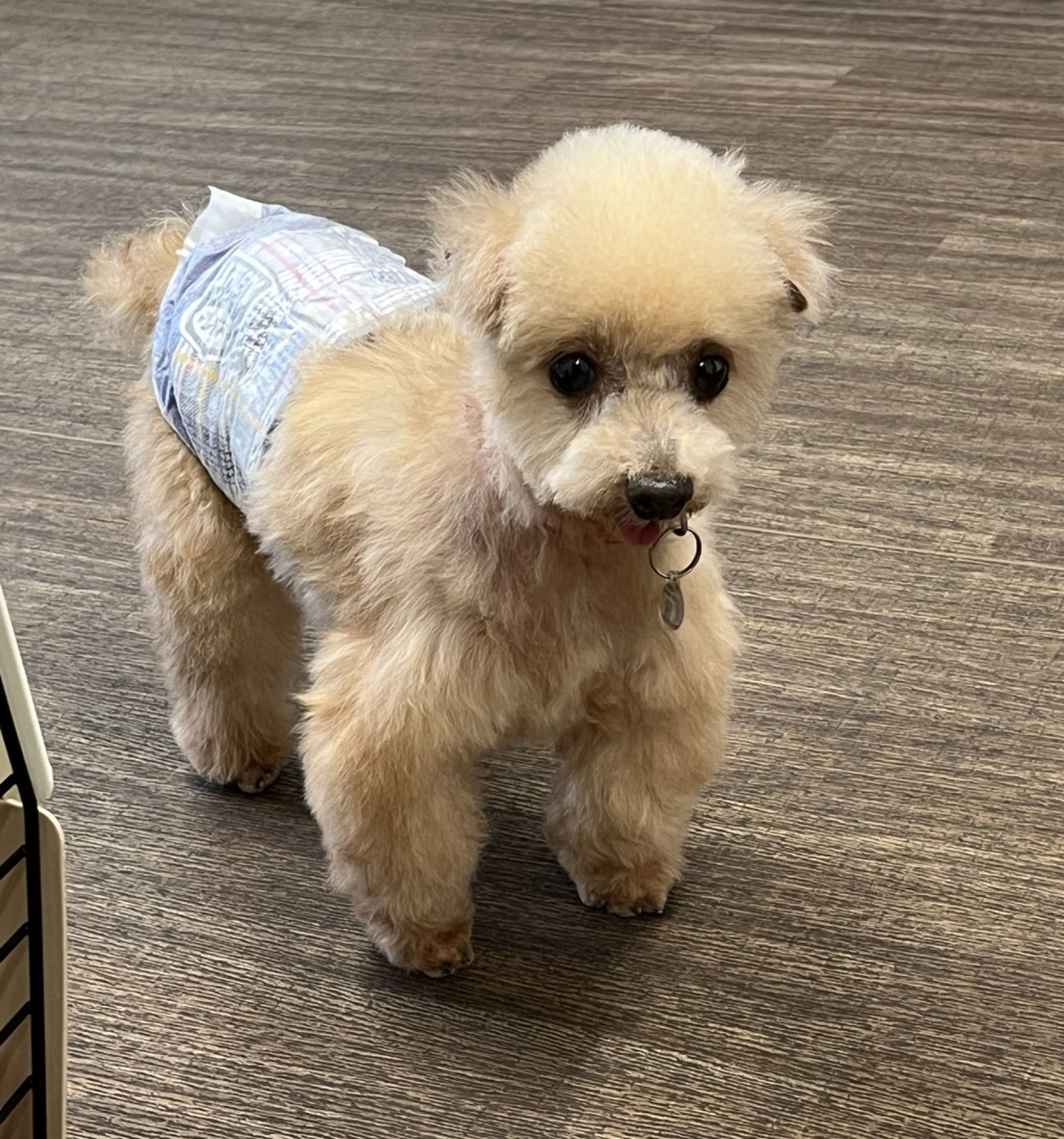 pet-image-2