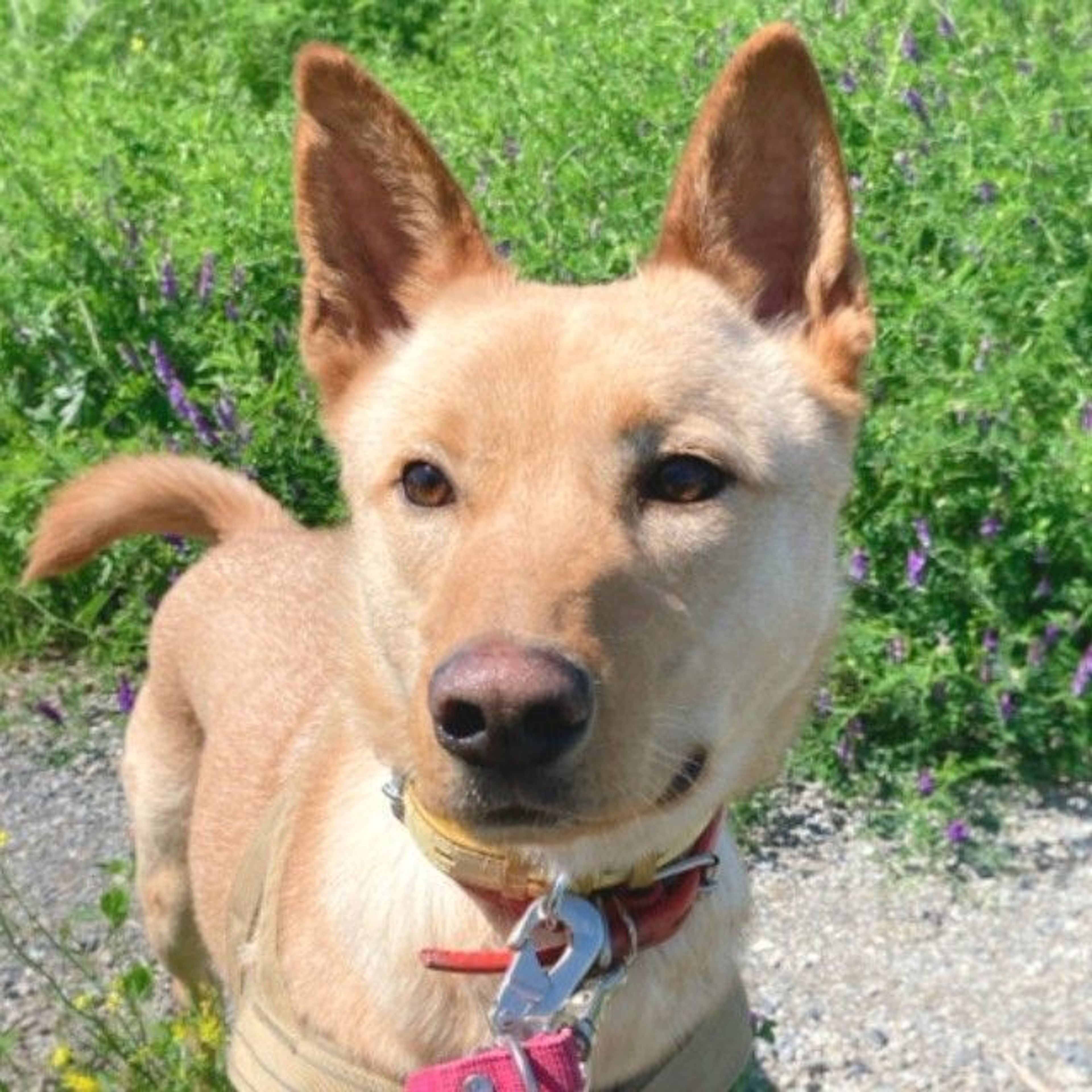 雑種（ミックス犬）・オスの里親募集の写真