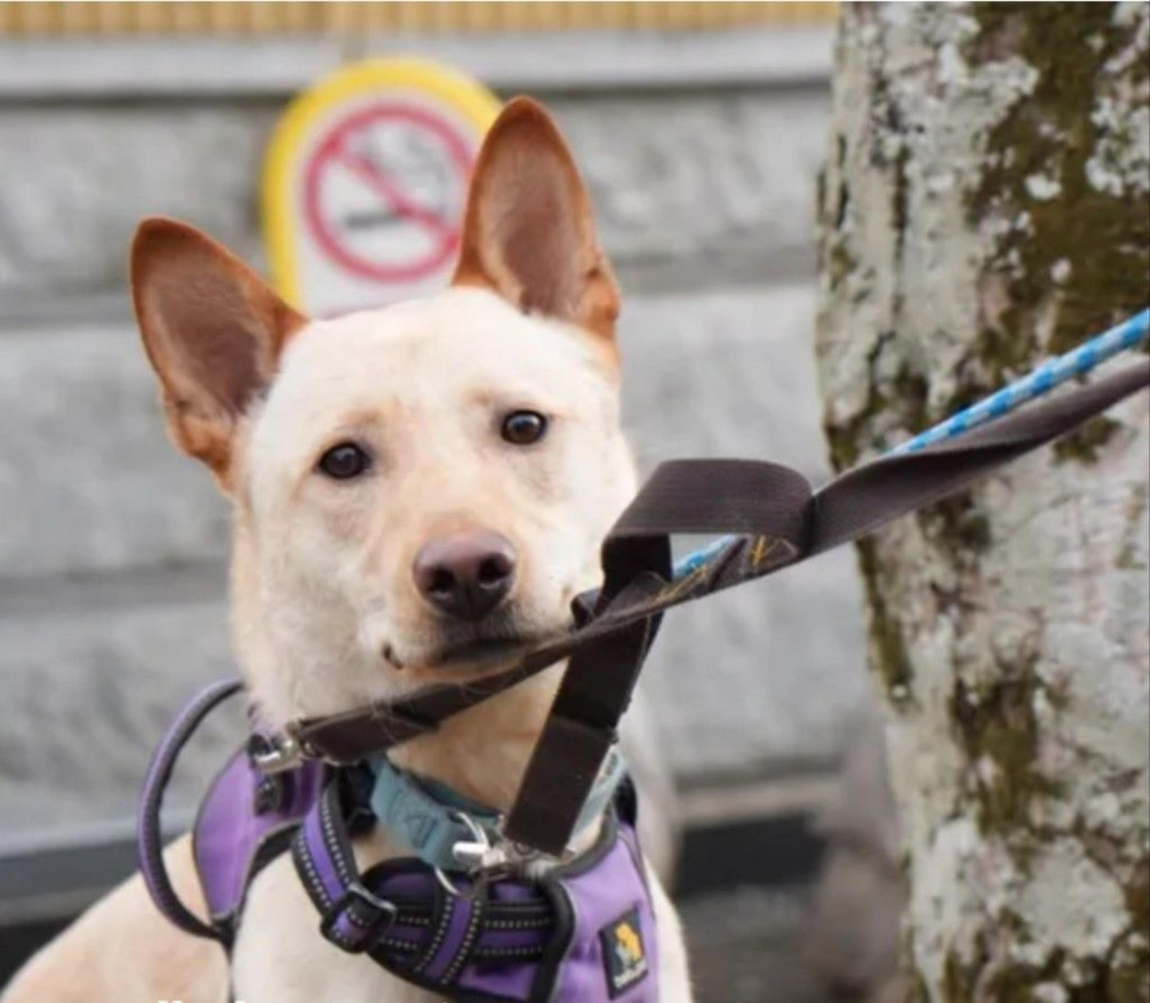 pet-image-4