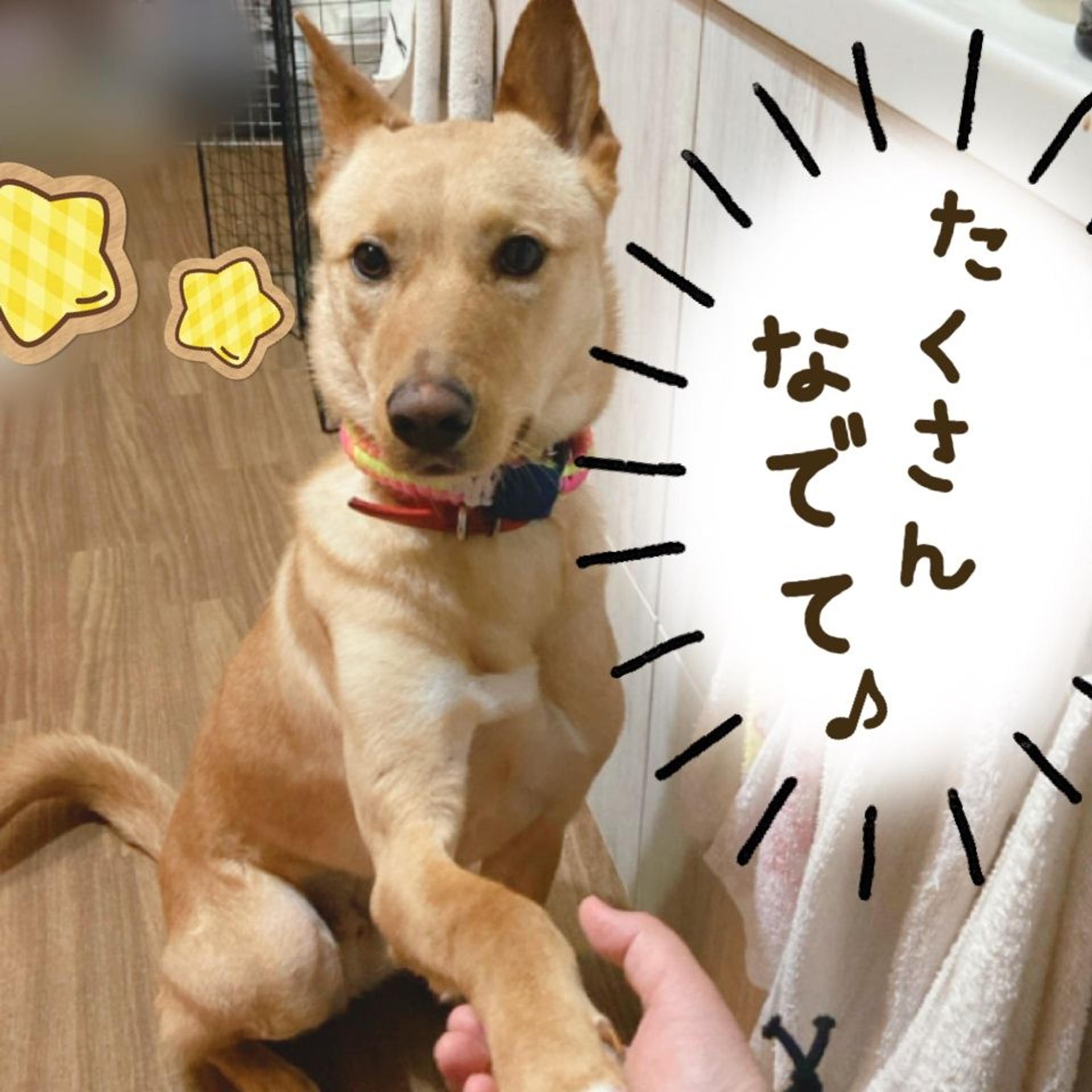 pet-image-5