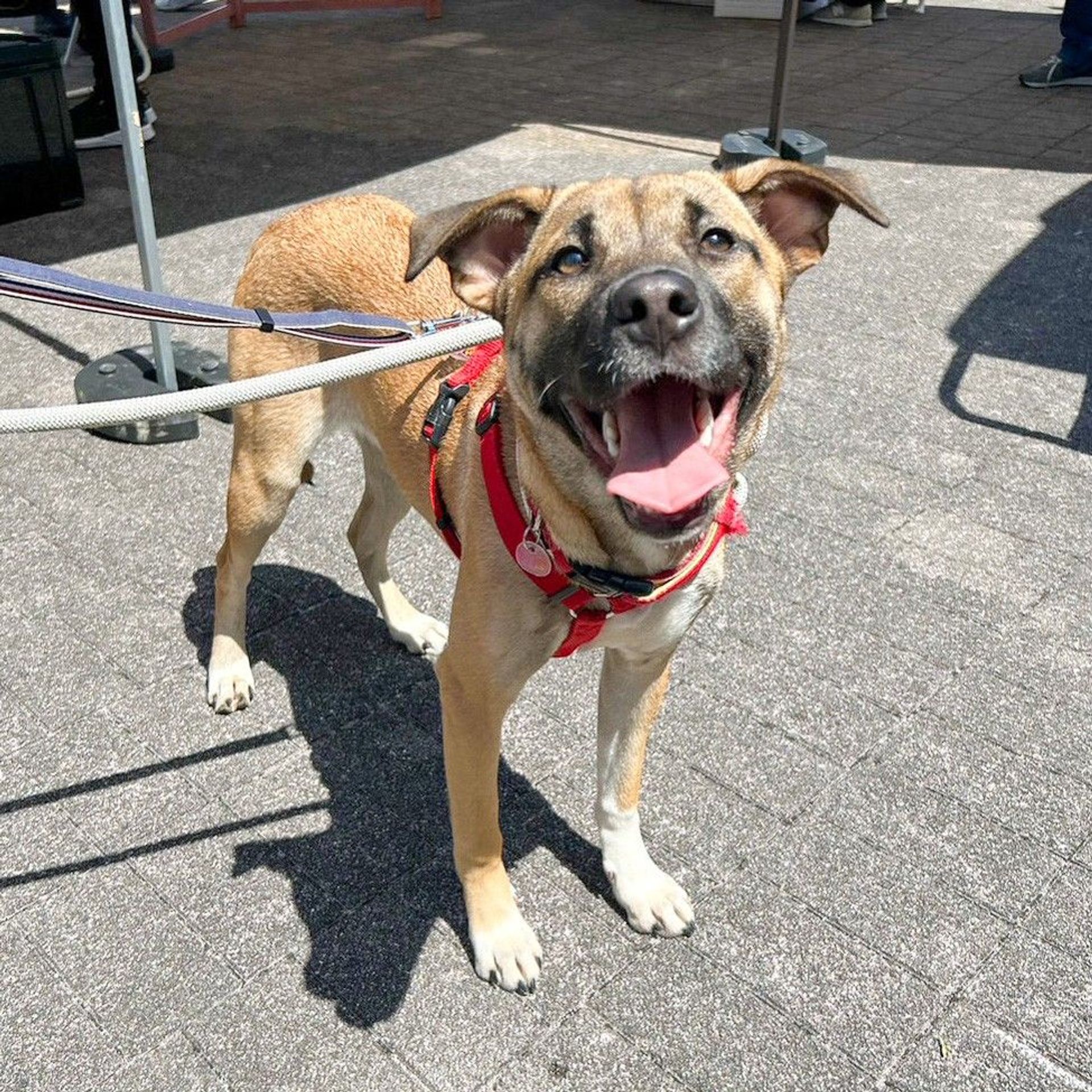 雑種（ミックス犬）・メスの里親募集の写真