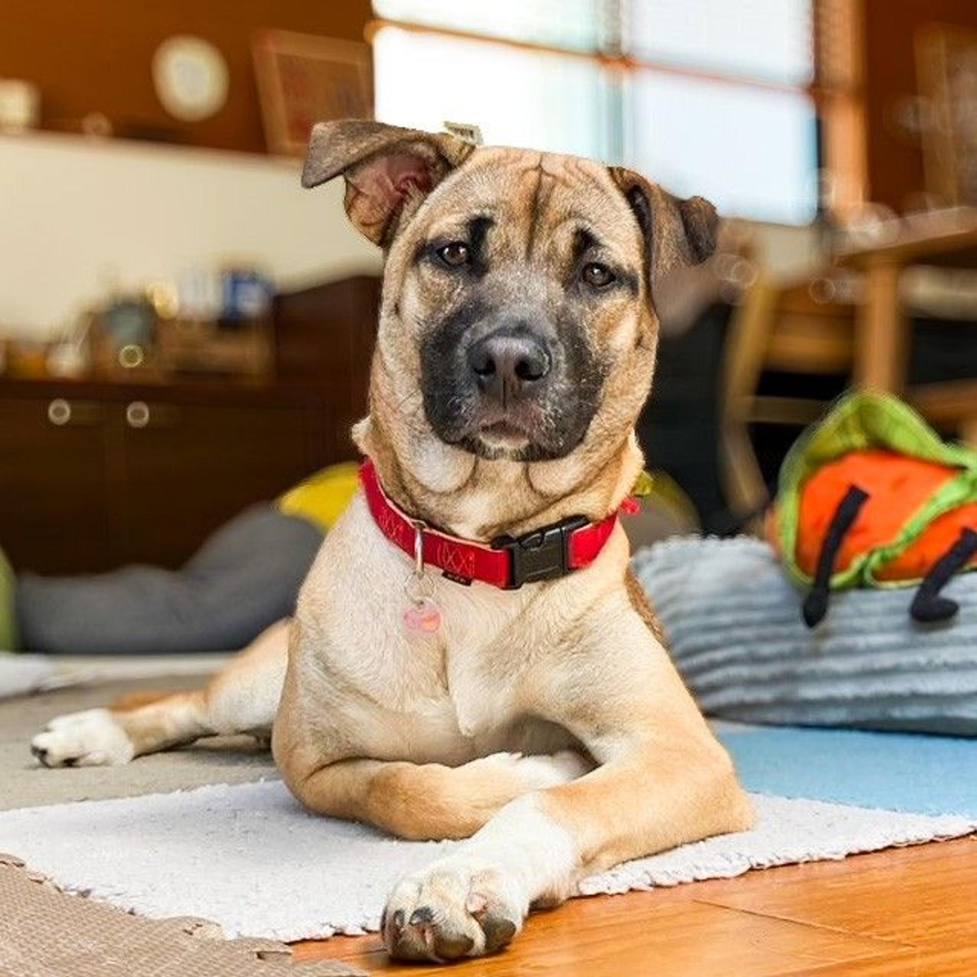 pet-image-8