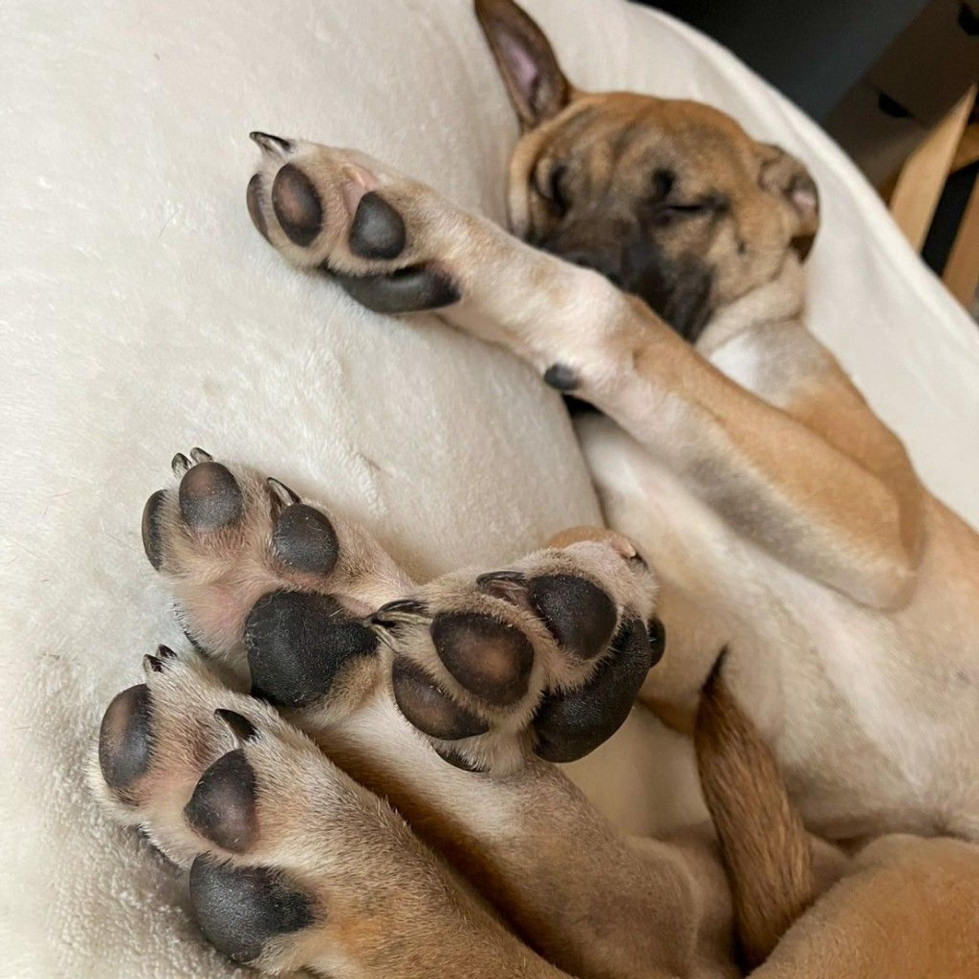 pet-image-4