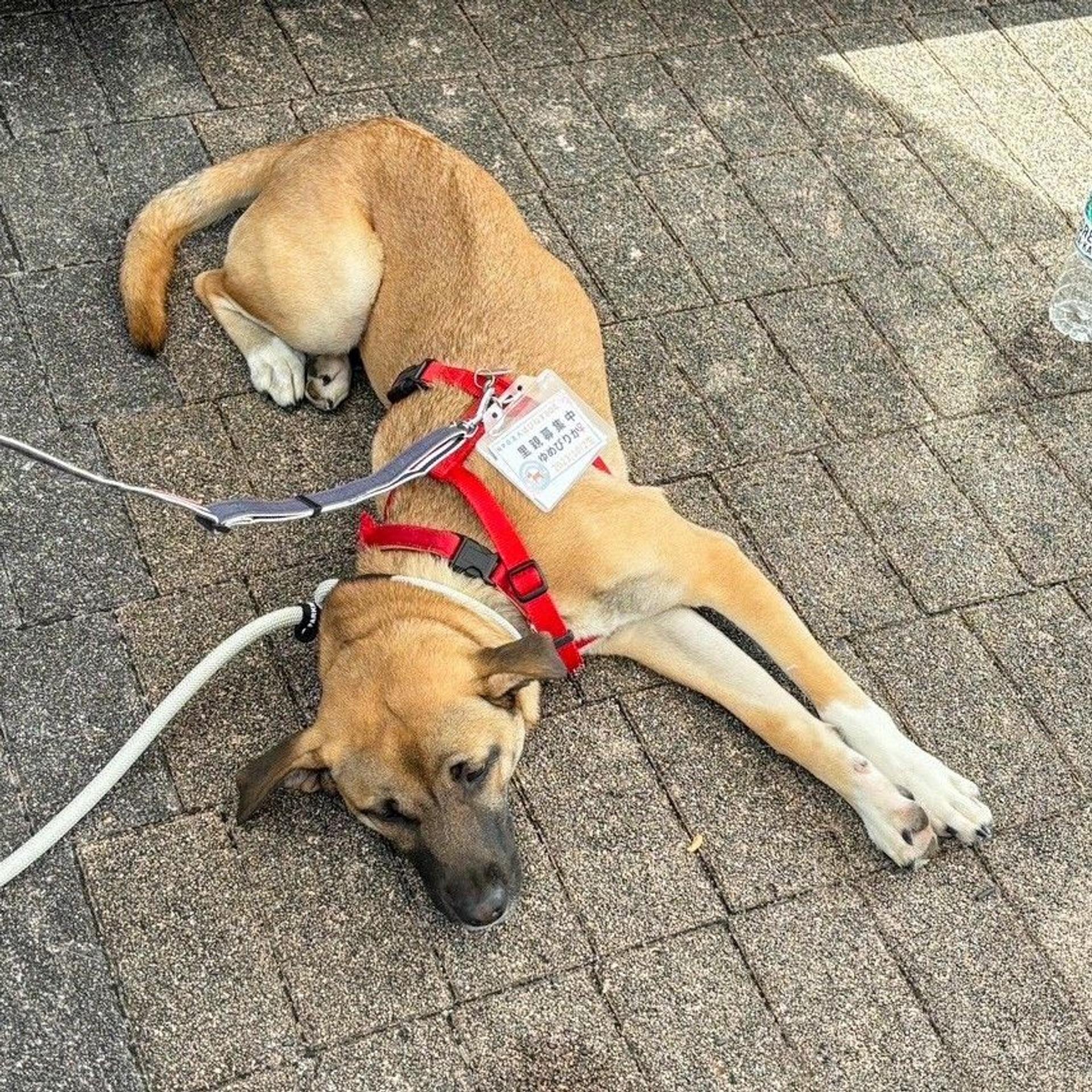 pet-image-9