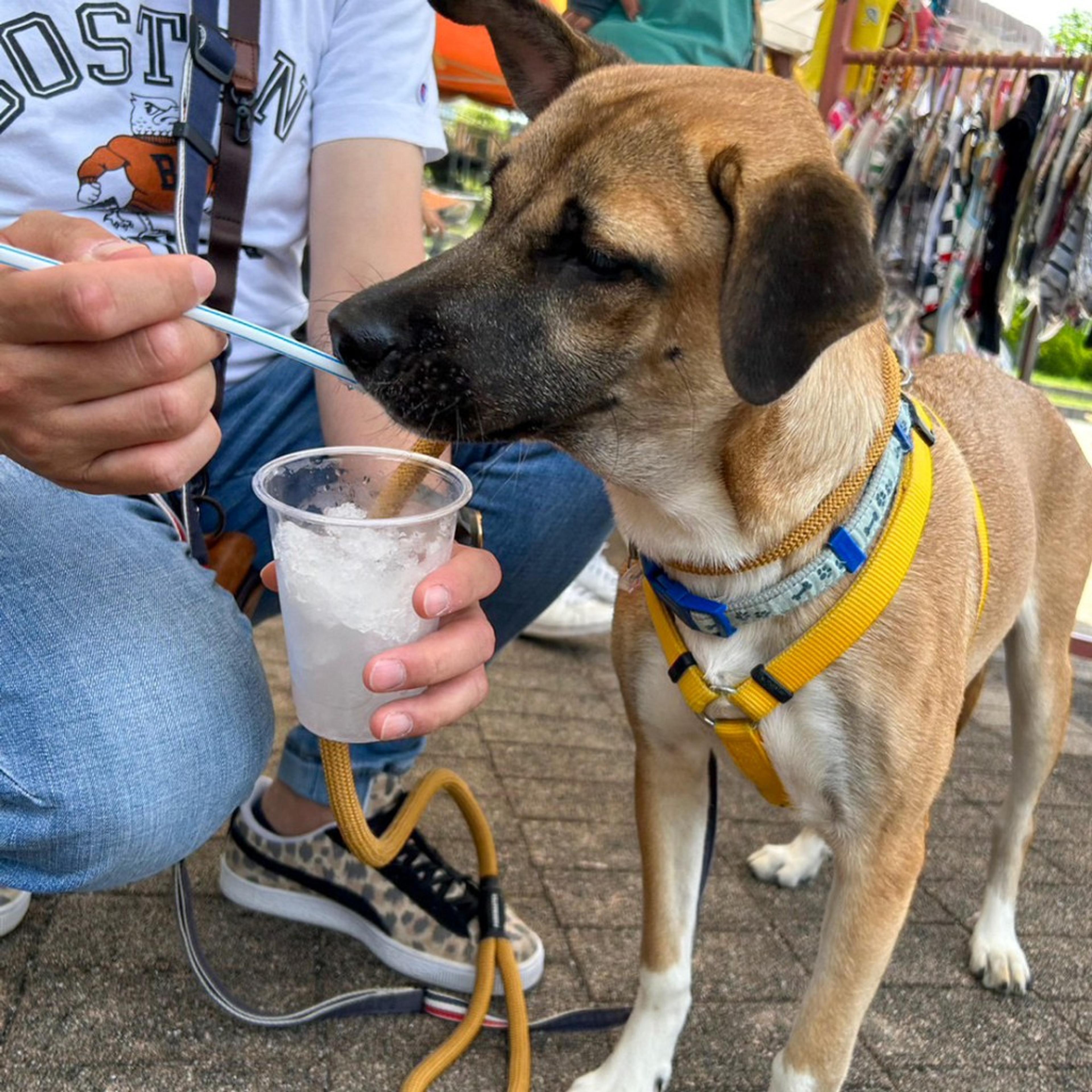 pet-image-2
