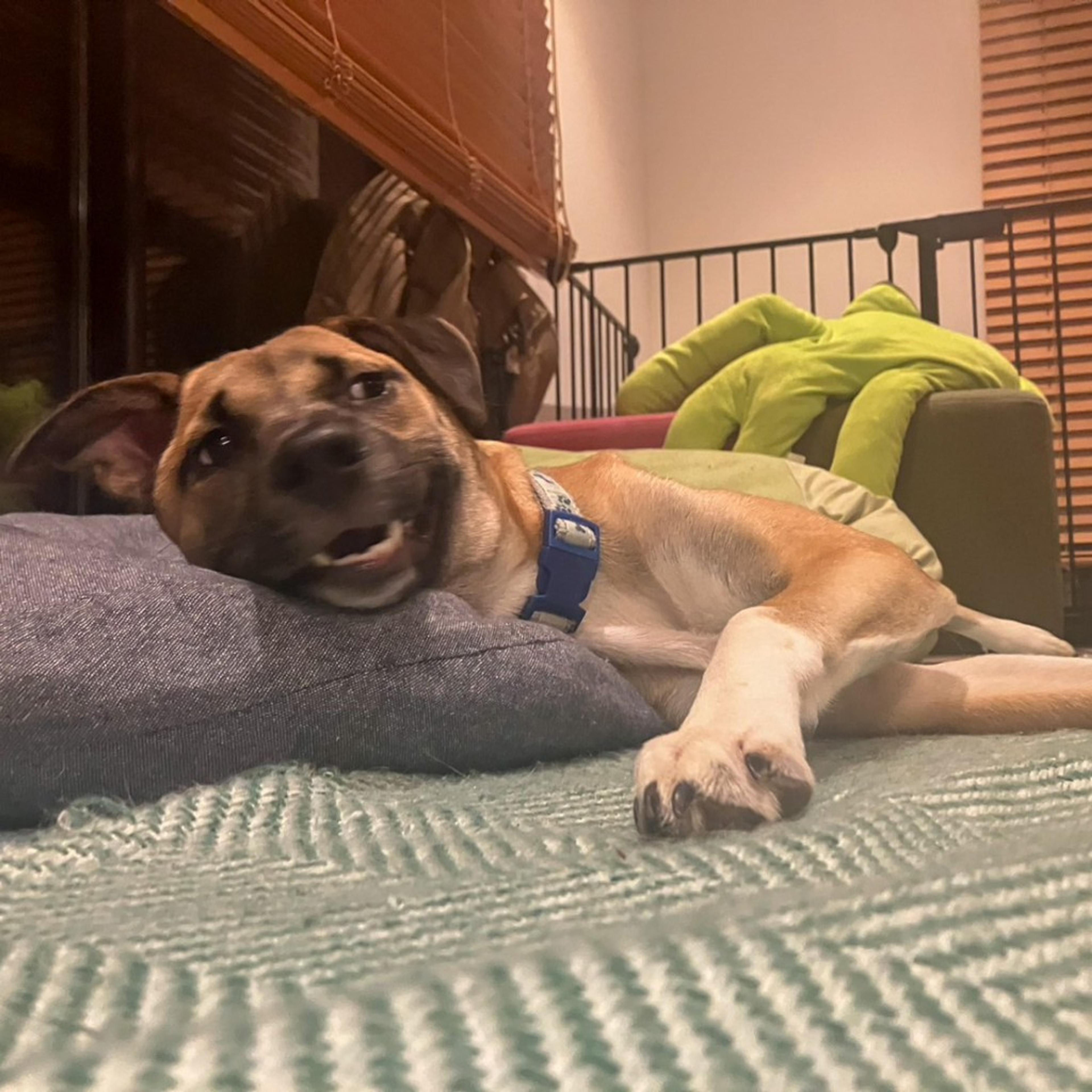 pet-image-3