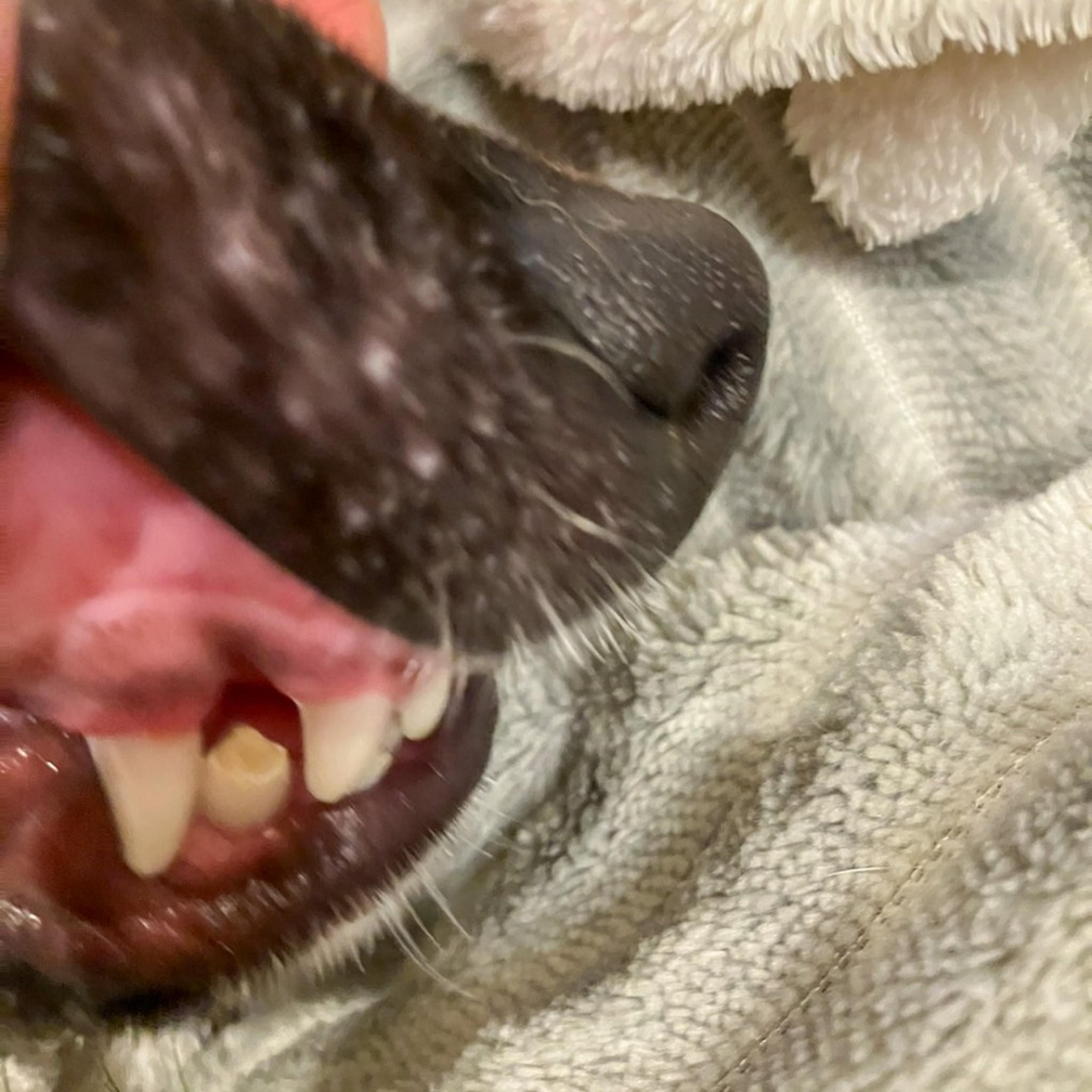 pet-image-7