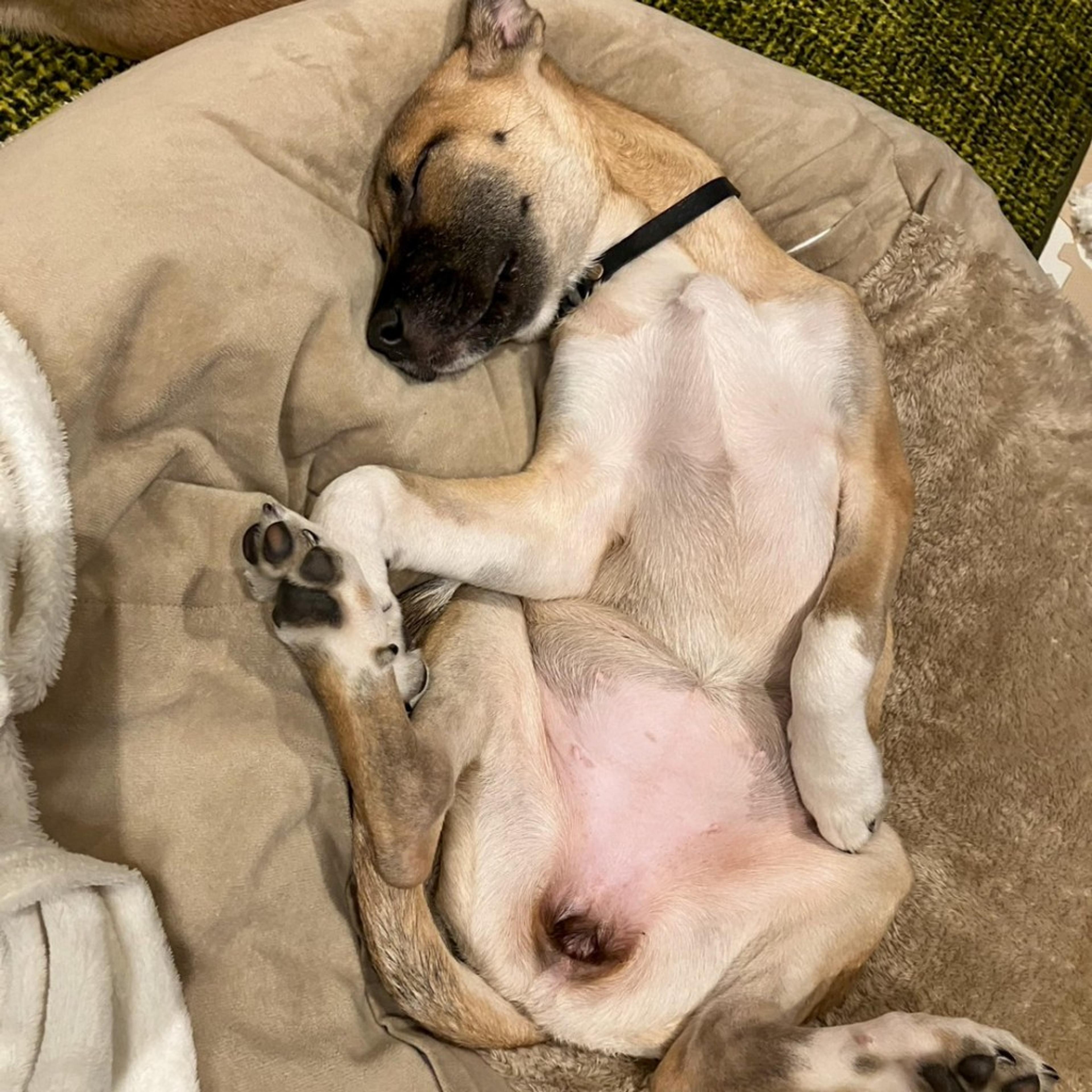 pet-image-9