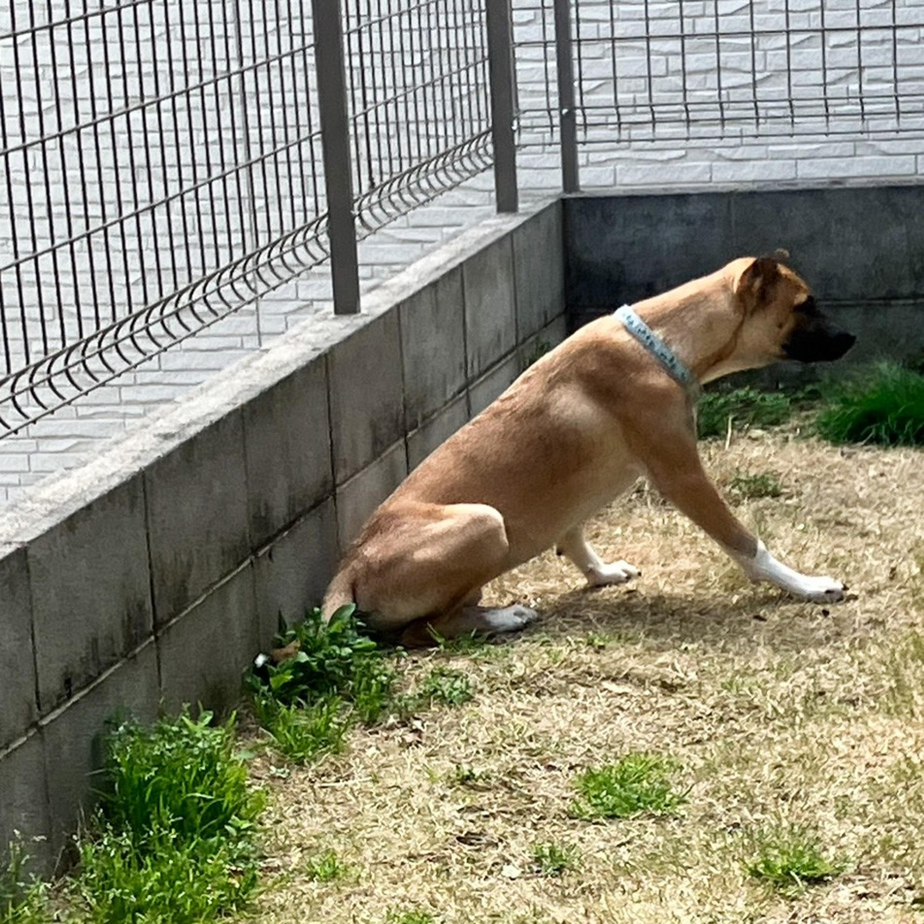 pet-image-10