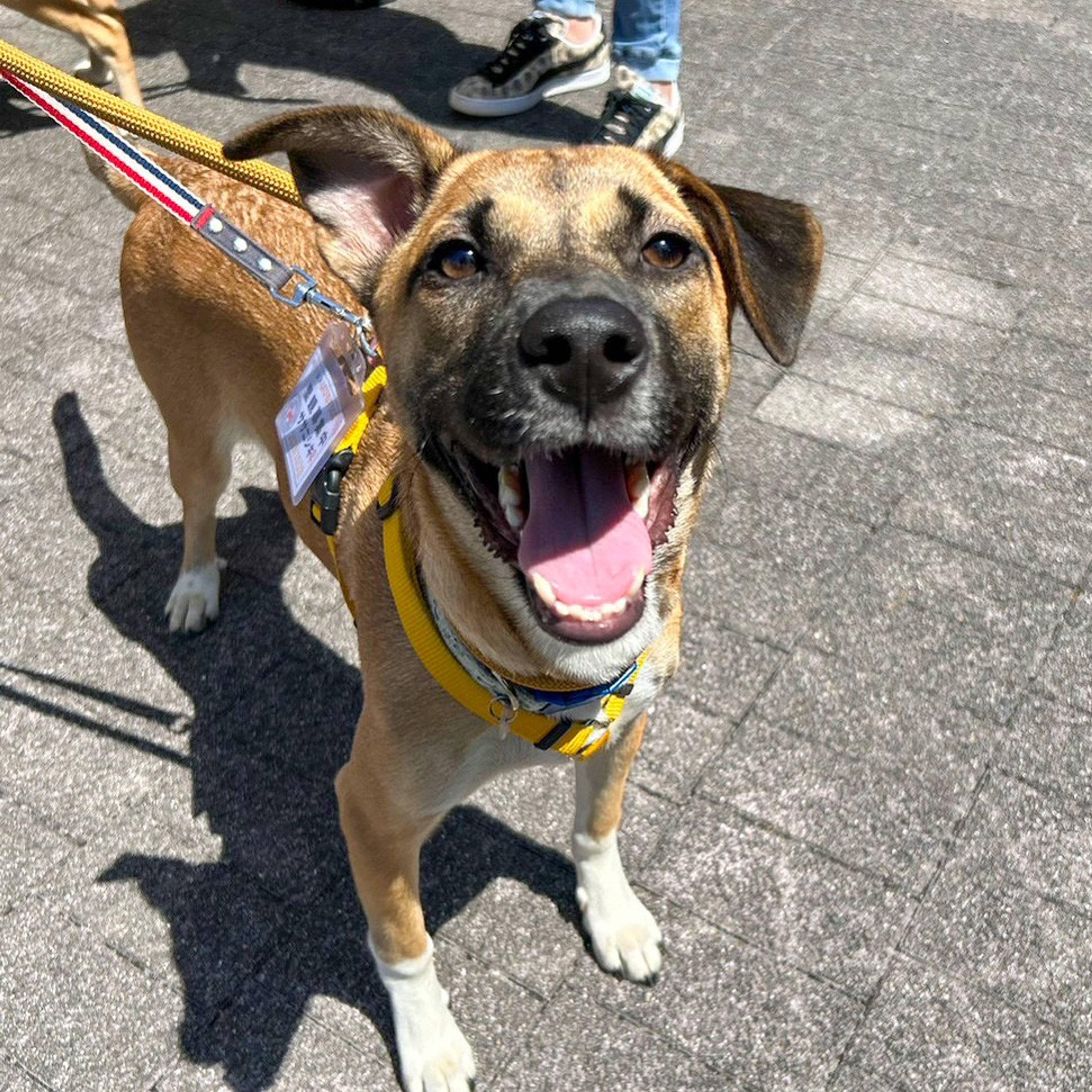 雑種（ミックス犬）・メスの里親募集の写真
