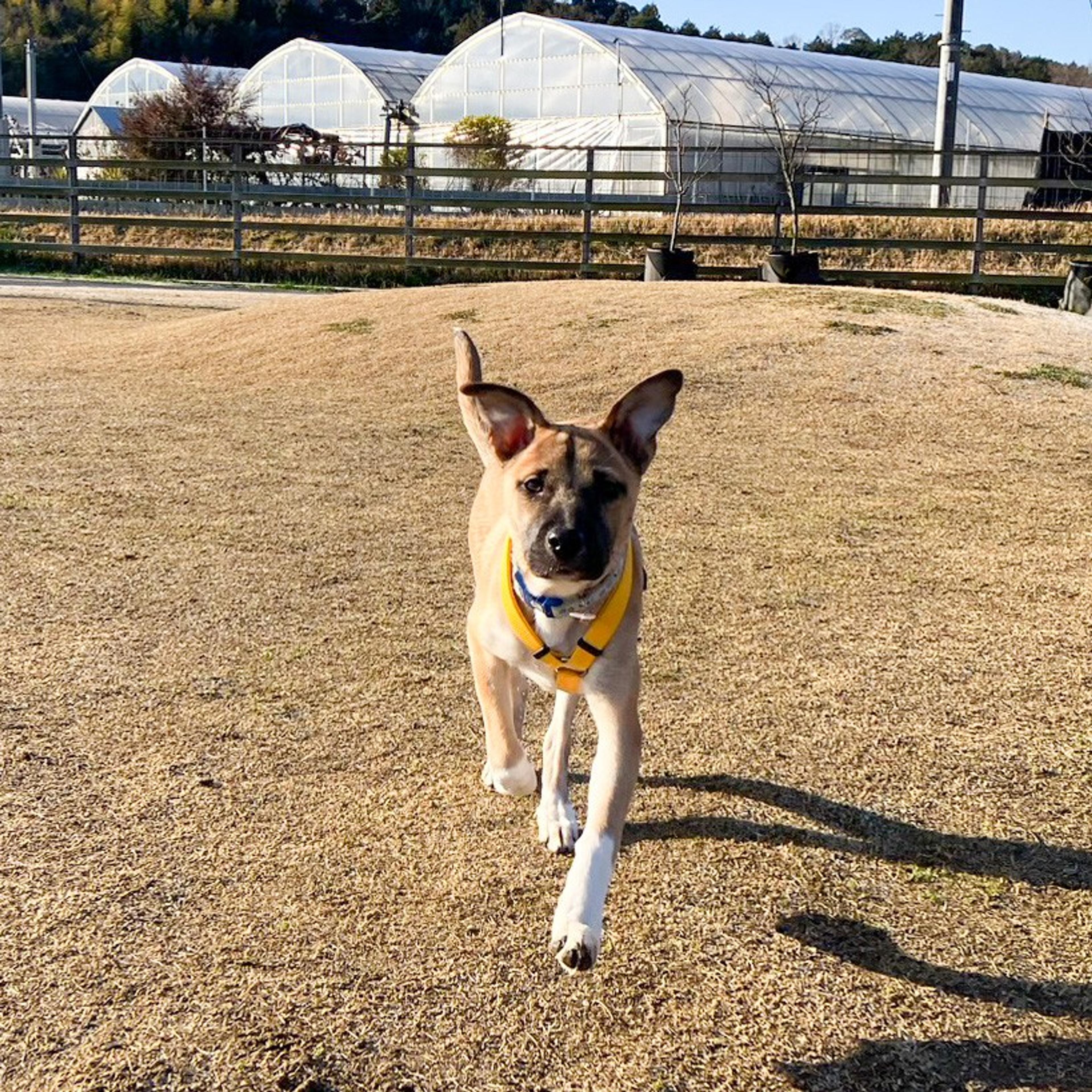pet-image-5