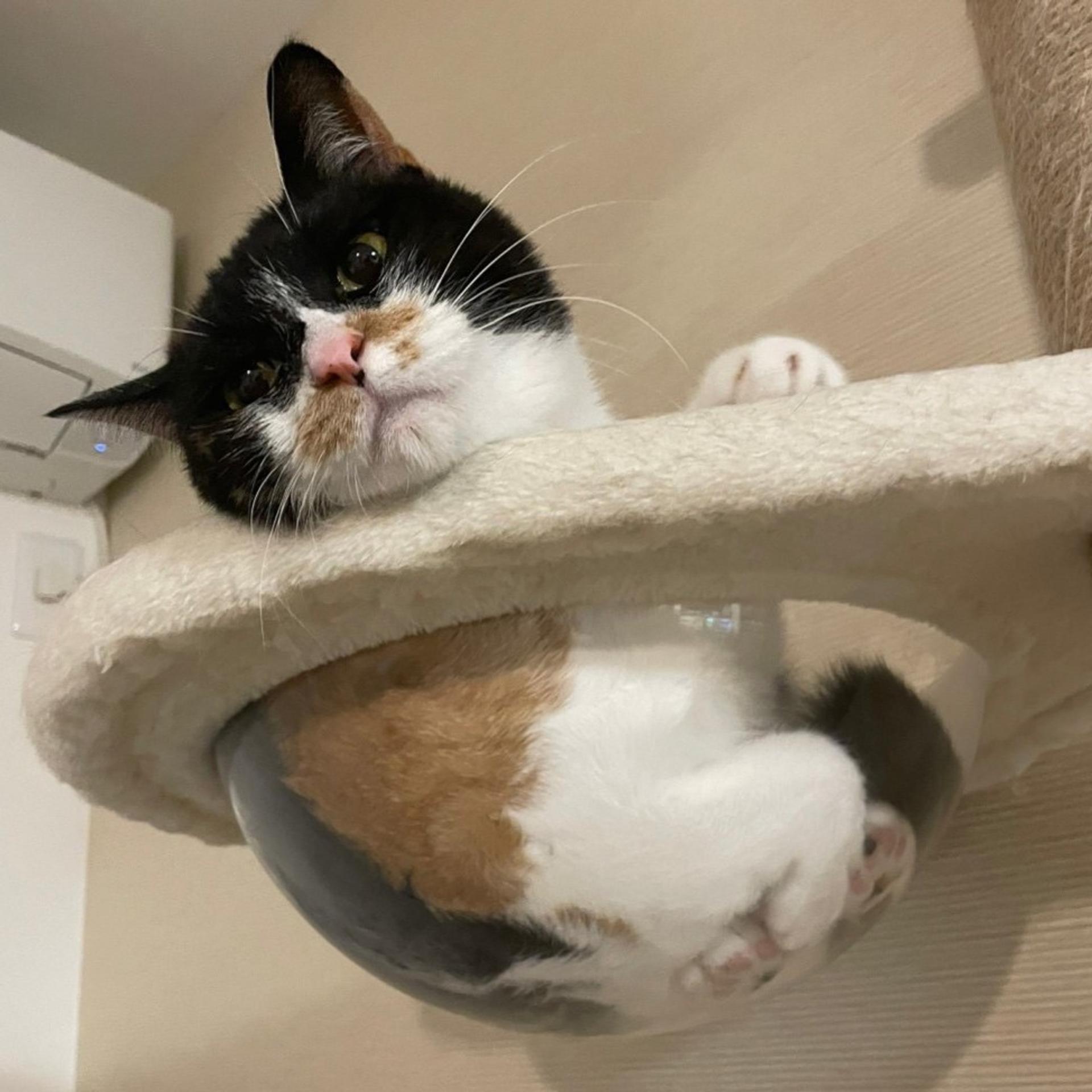 pet-image-3