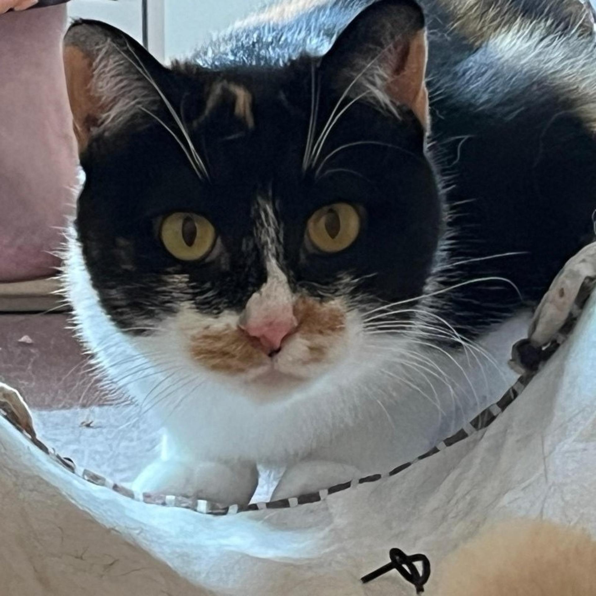 pet-image-5