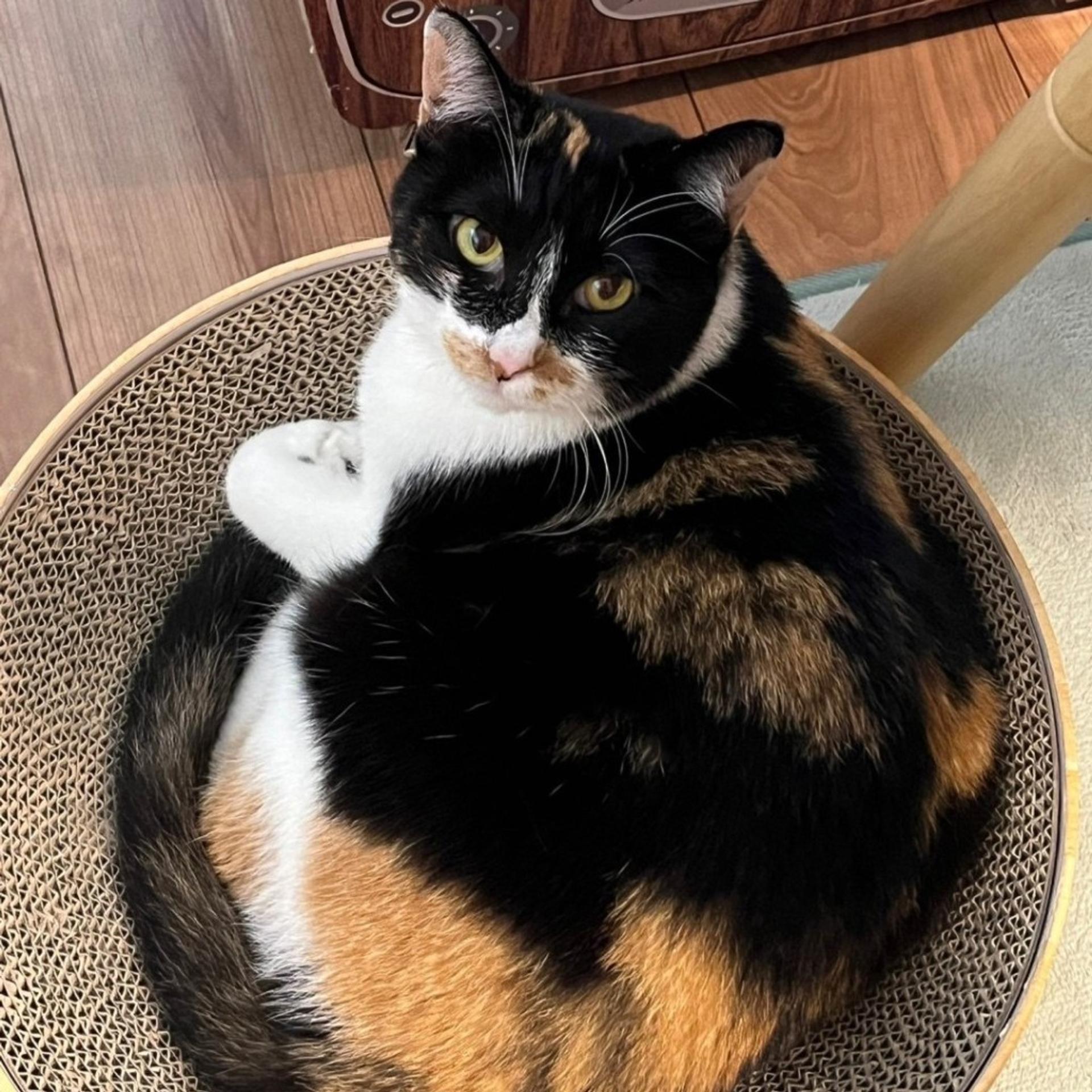 pet-image-6