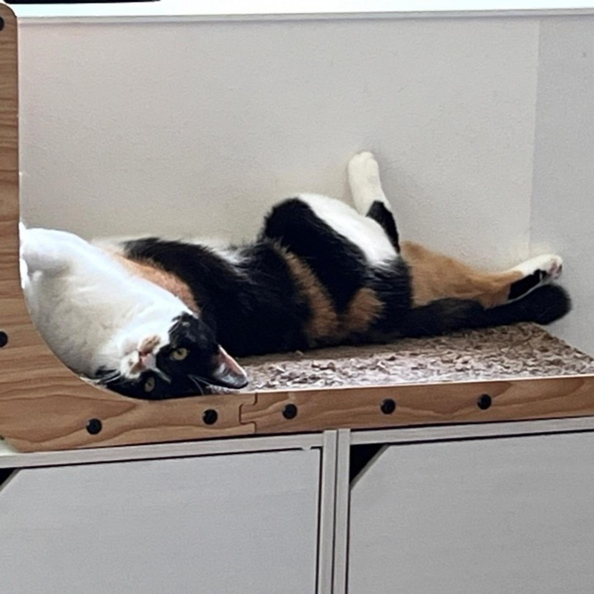 pet-image-7