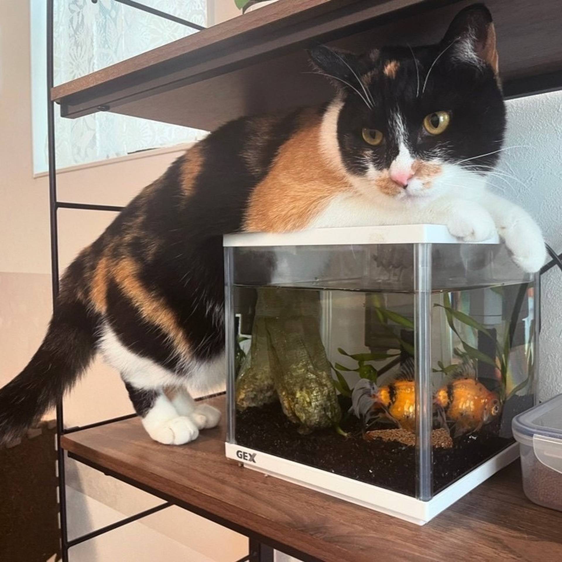 雑種（ミックス猫）・メスの里親募集の写真