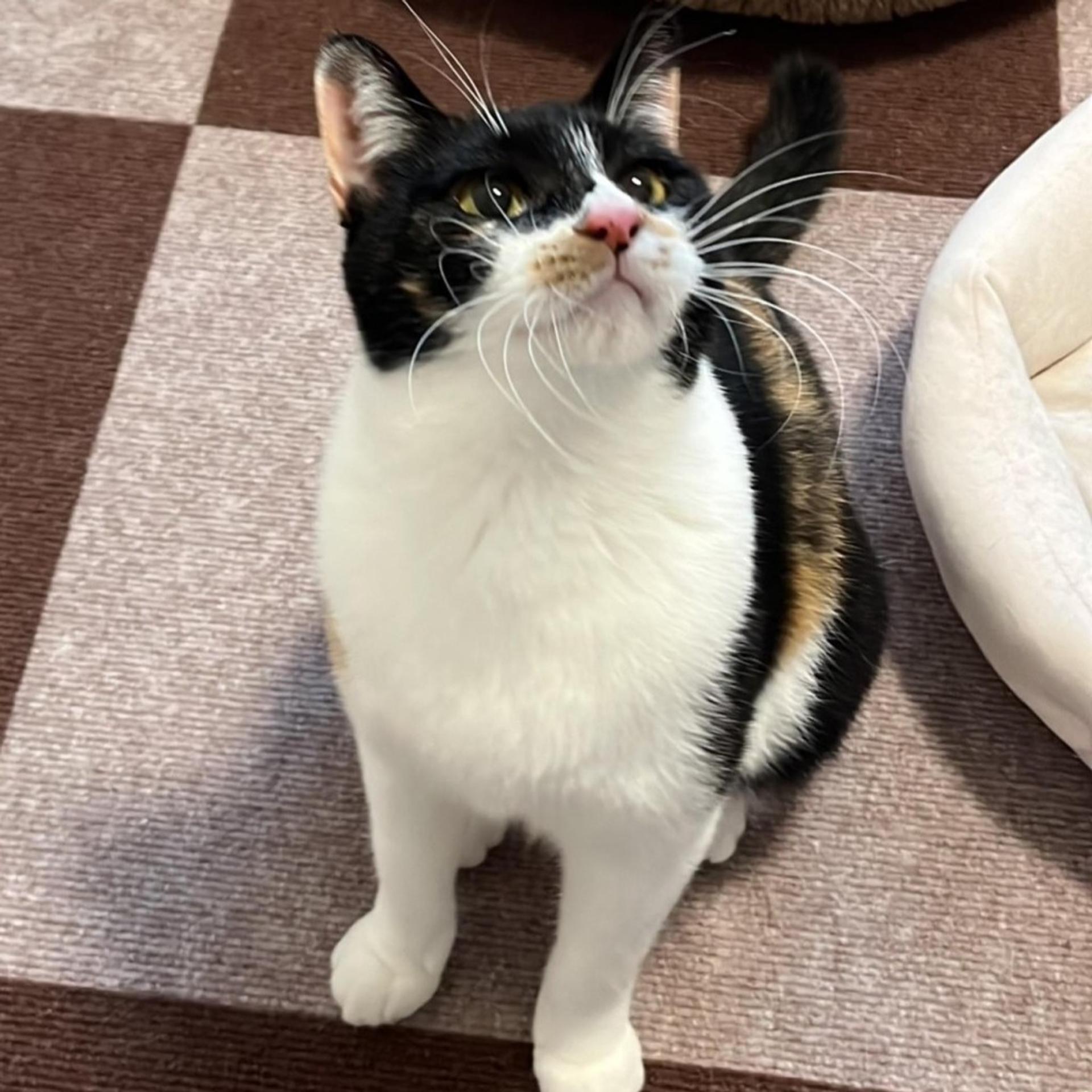 pet-image-9