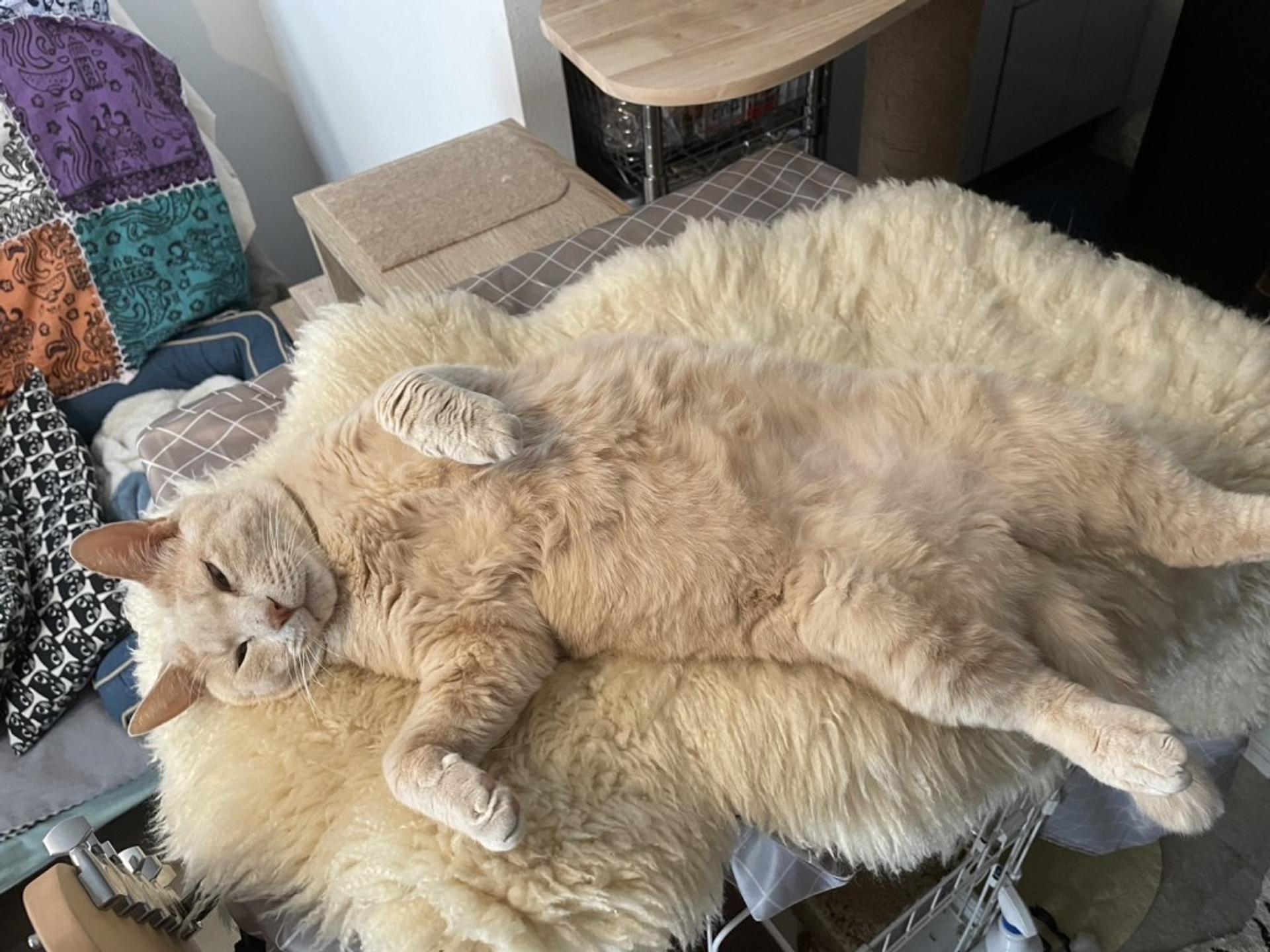 pet-image-4