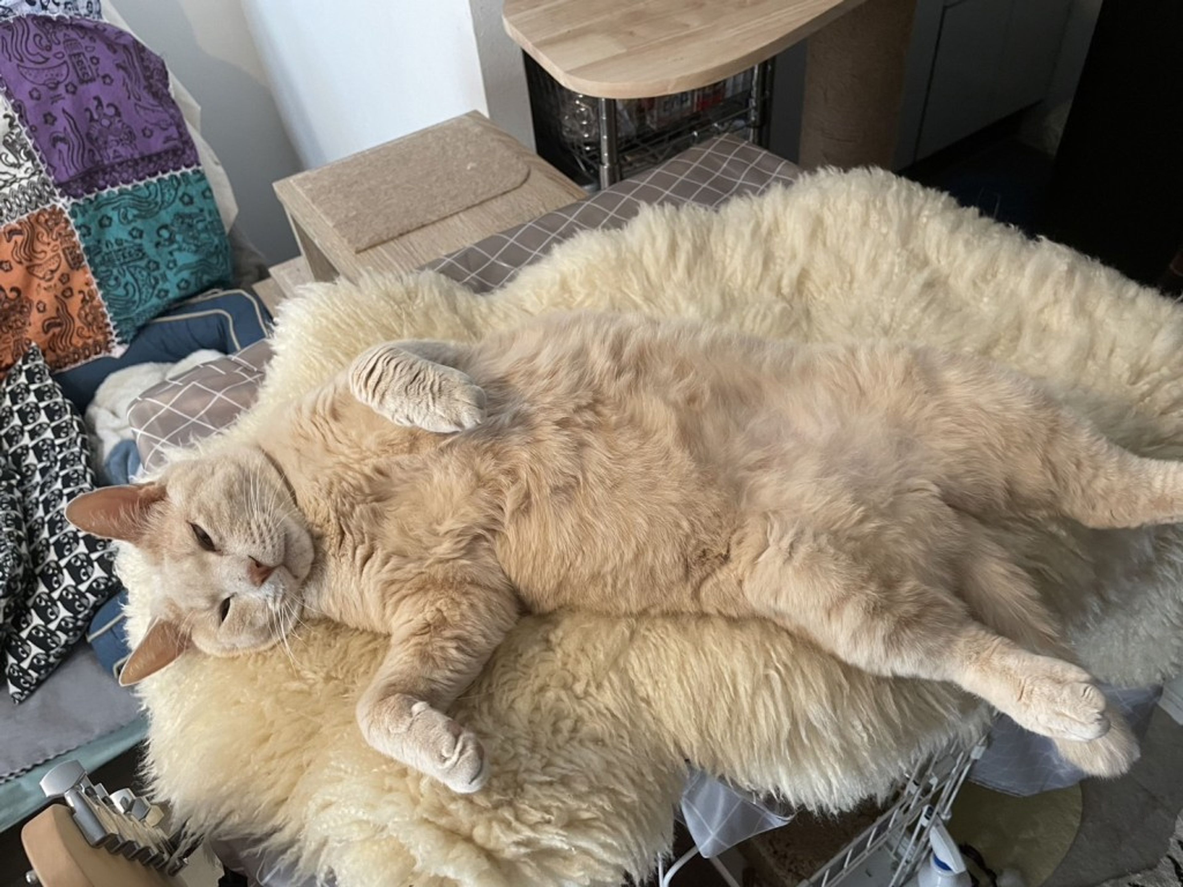 pet-image-4