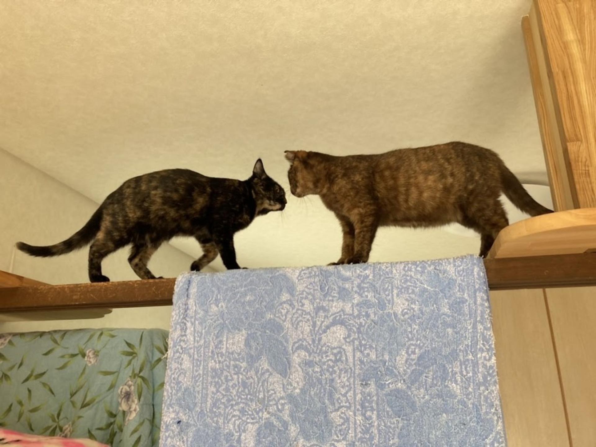 pet-image-6