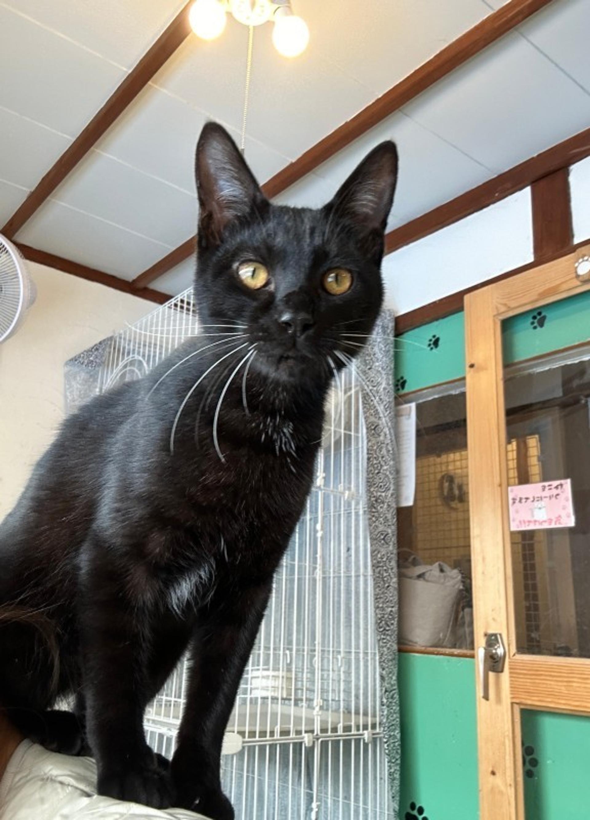 pet-image-7