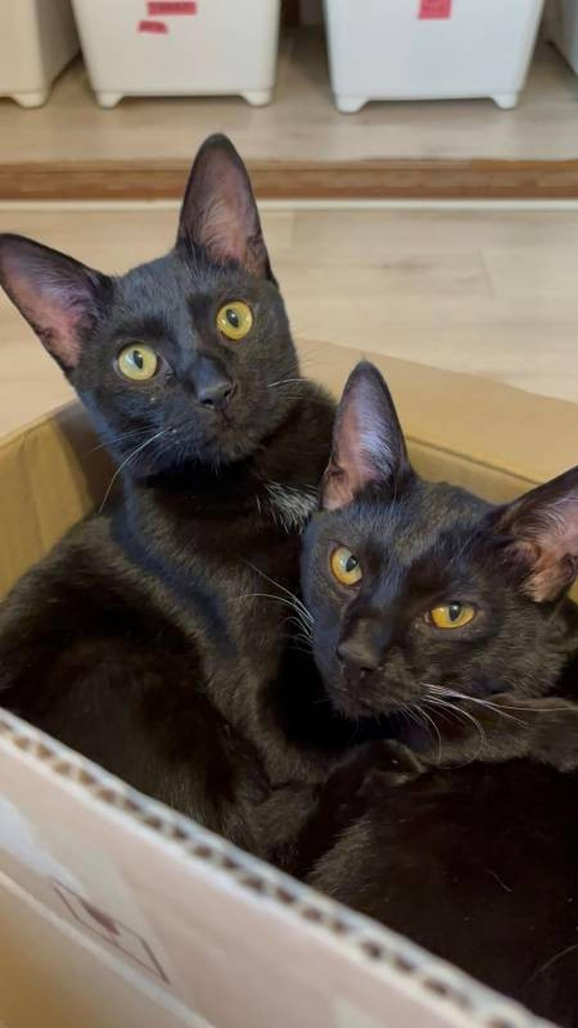 pet-image-9
